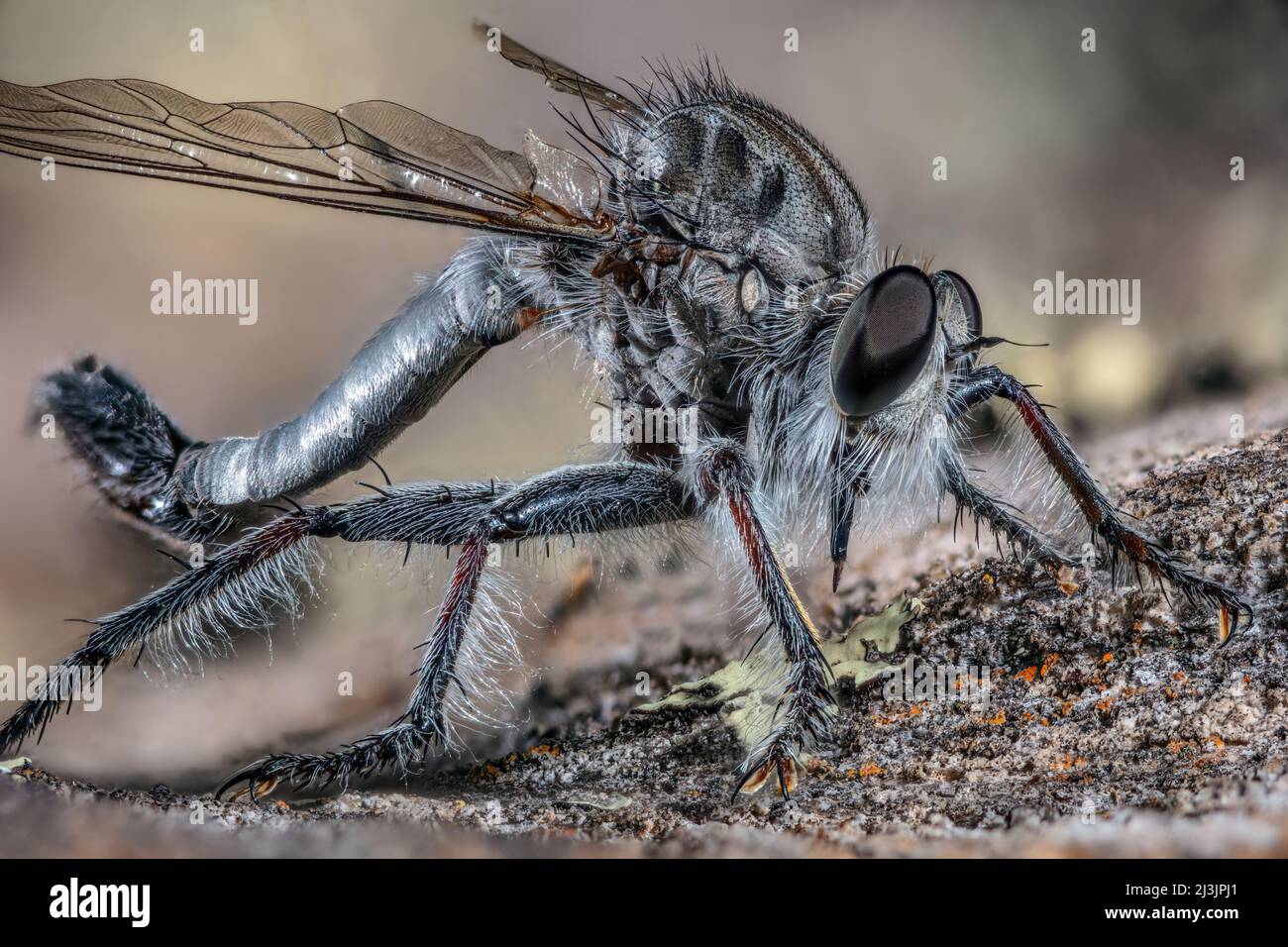 Rober Fly o Assassin Fly Famiglia: Asilidae Foto Stock