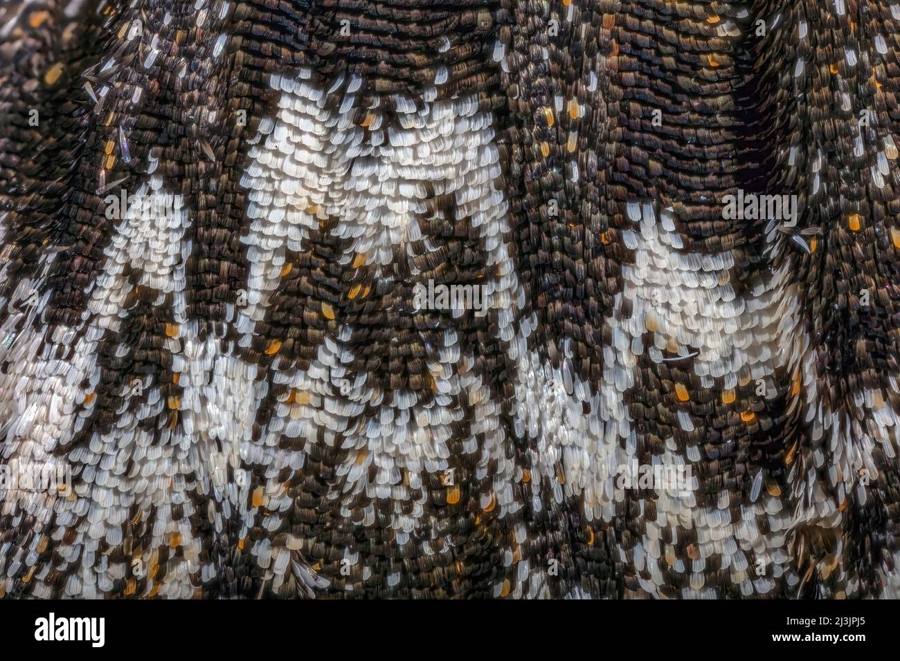 Rustica Sfinge Moth Wing Scales; anche Manduca rustica, la sfinge rustica Foto Stock