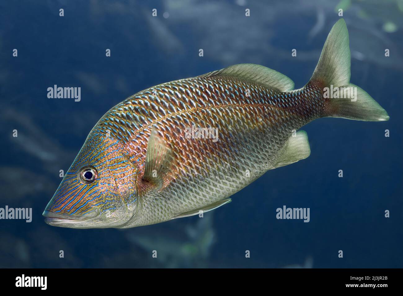 Grunt bianco - Haemulon plumieri Foto Stock