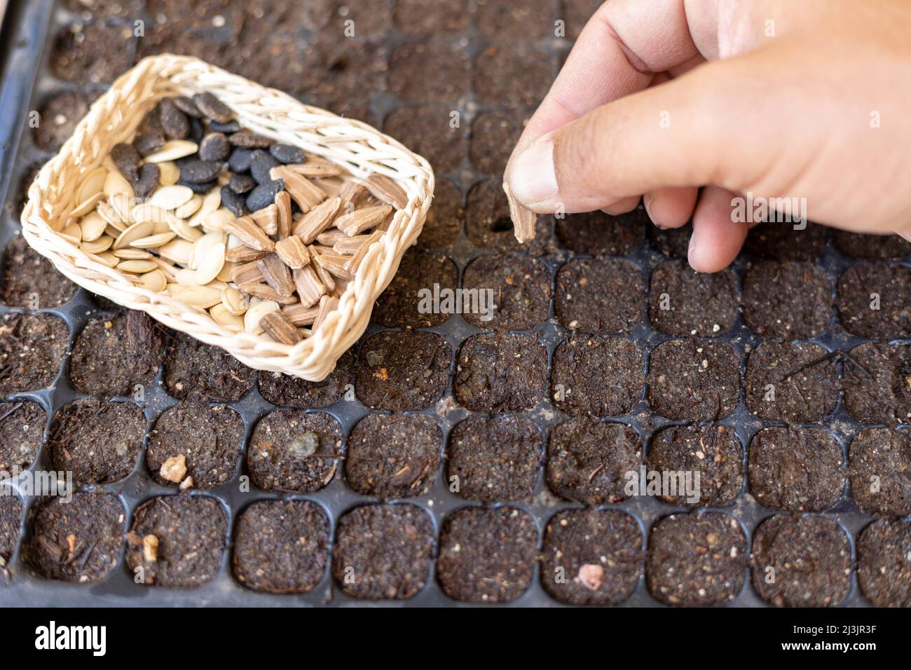 Piantando semi vegetali in un vassoio di seme Foto Stock