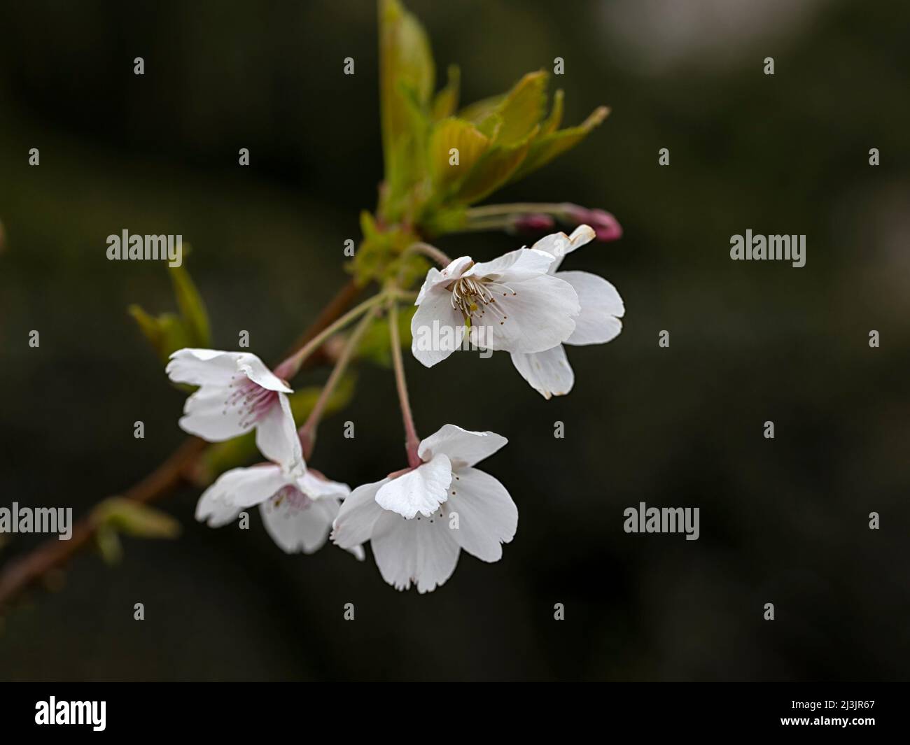 Primo piano di fiori di Yoshino Cherry (Prunus yedoensis) su sfondo scuro in primavera Foto Stock