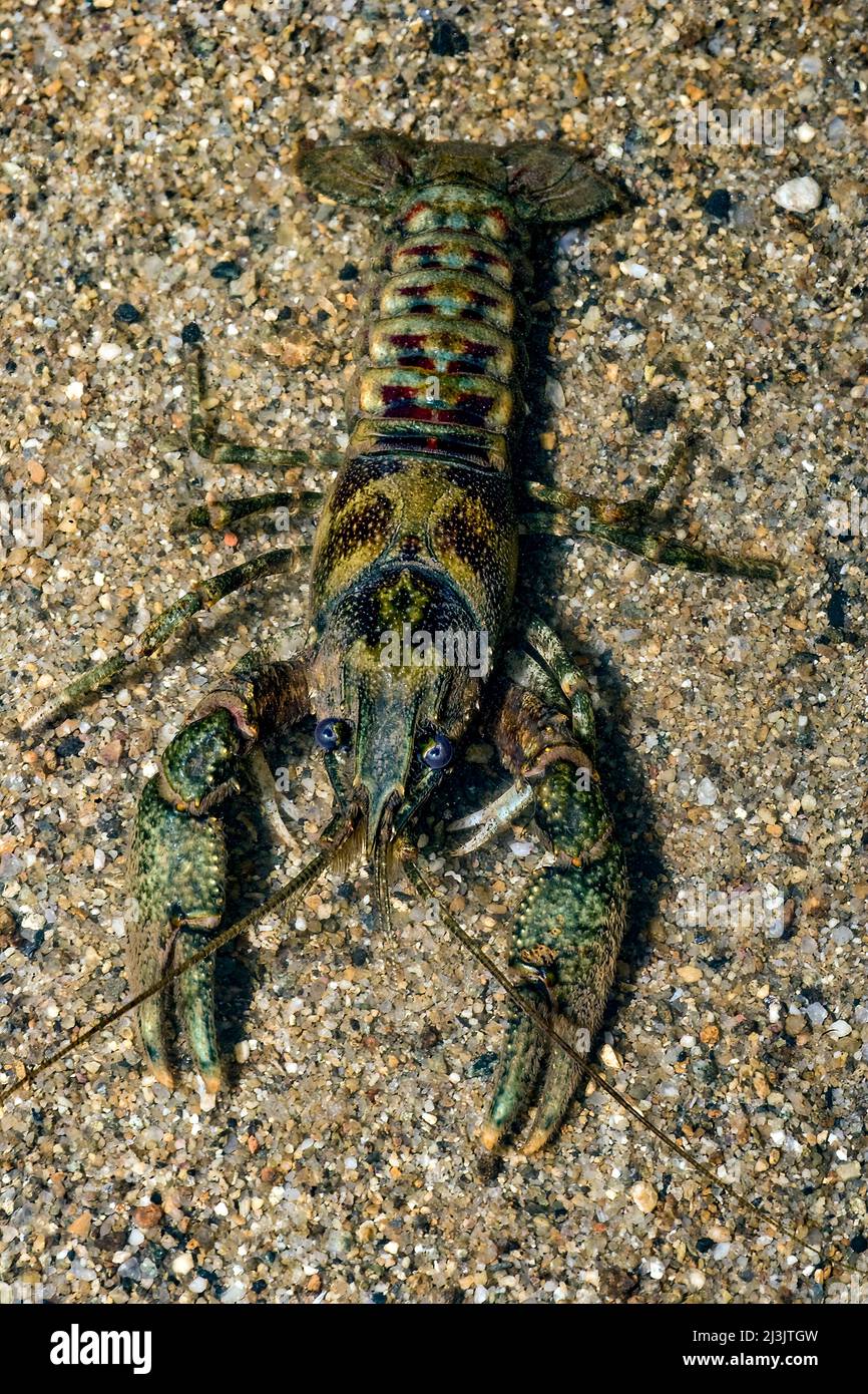 Gamberi del fiume americano camuffati - Oronectes lemosus Foto Stock