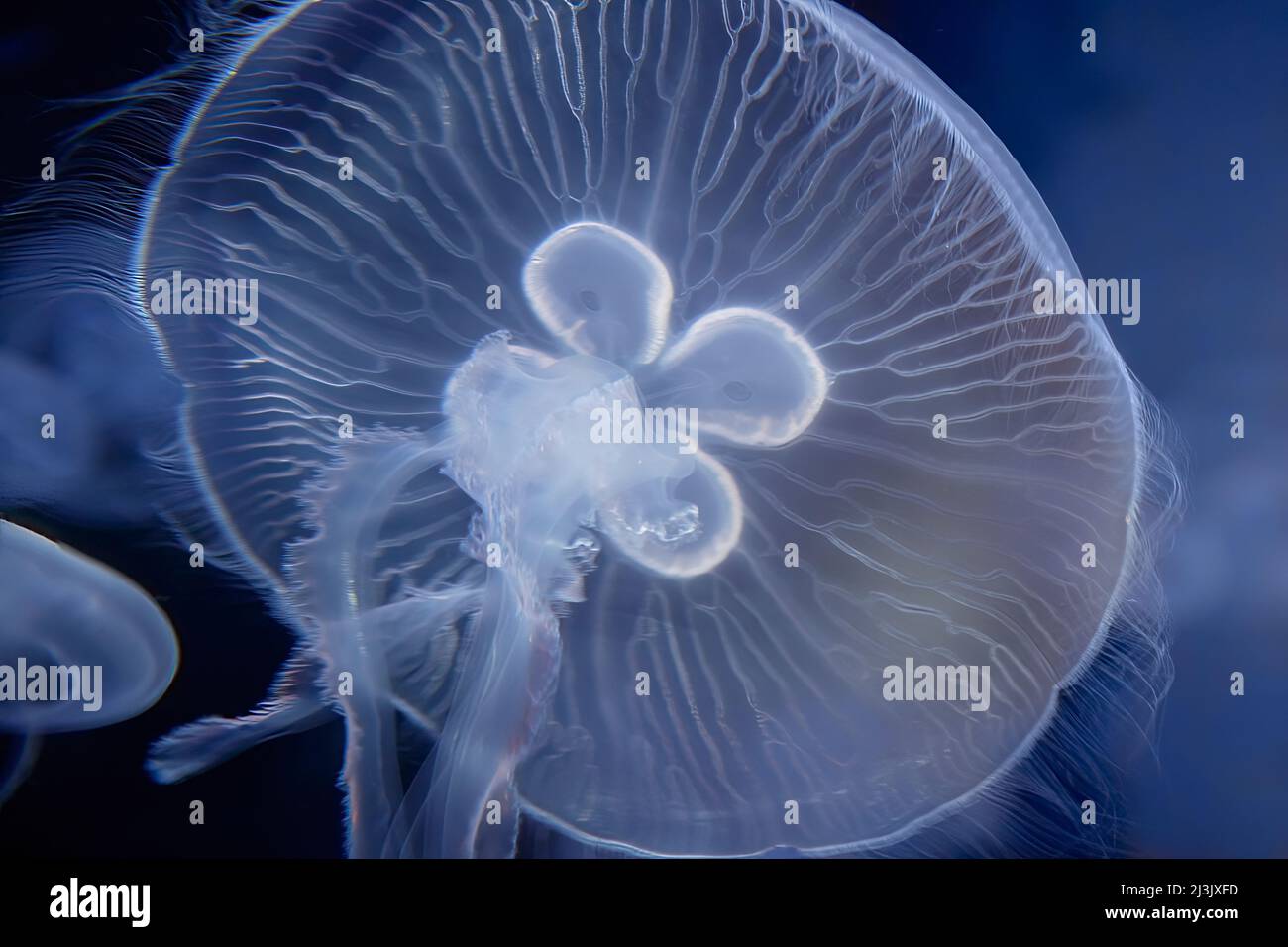 Jellyfish Luna, Aurelia aurita (gelatina di salsa) Foto Stock
