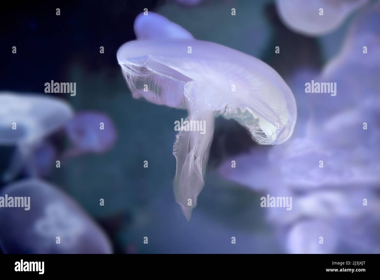 Luna di Jellyfish, Aurelia aurita Foto Stock