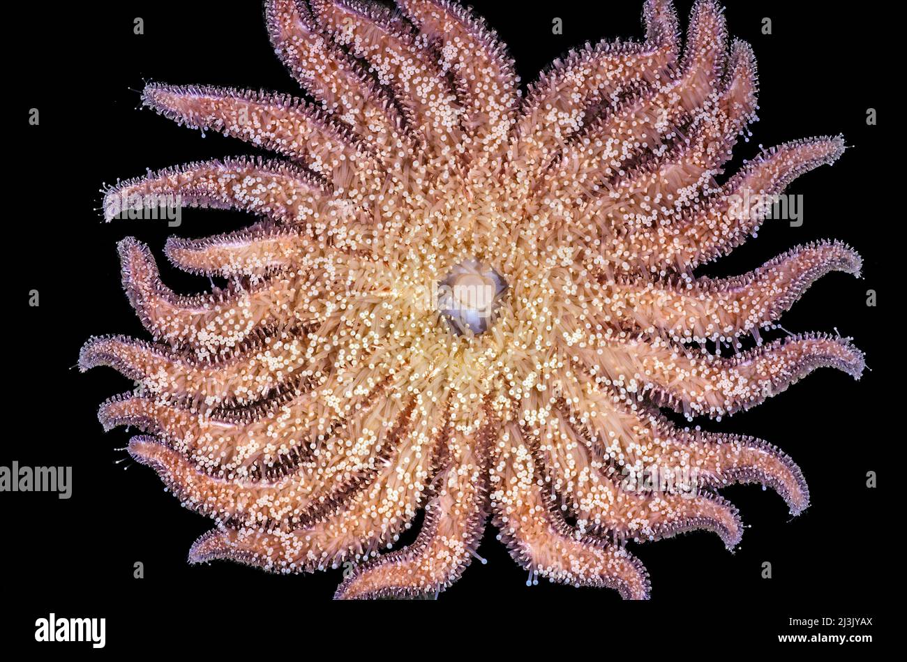 Girasole Starfish lato inferiore che mostra stomaco, Pycnopodia helianthoides, Puget Sound, Washington Foto Stock