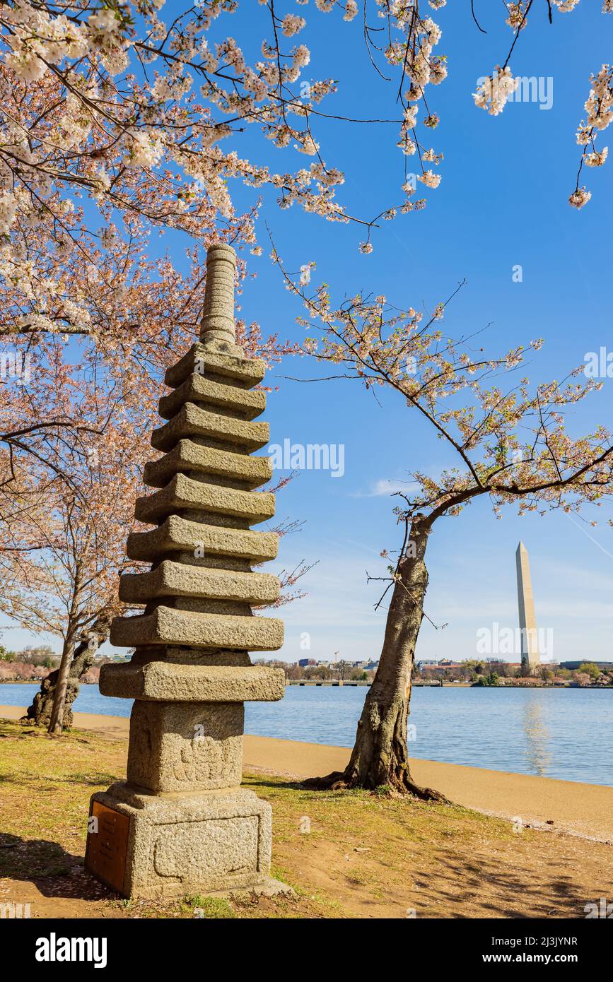 Storica Pagoda Giapponese con fiori di ciliegio in Tidal Basin a Washington DC Foto Stock