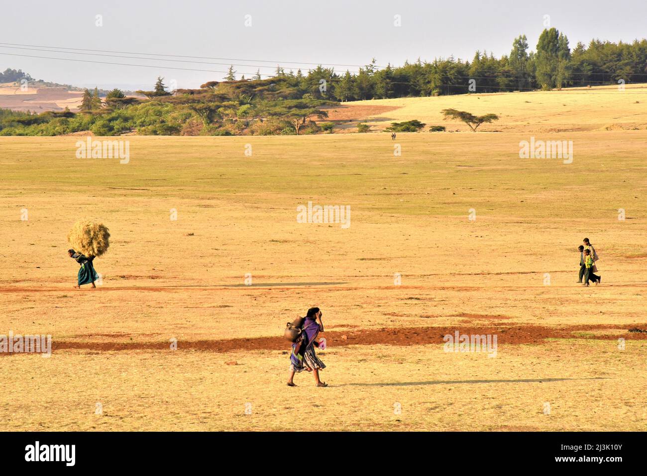 Trasporto di foraggio bovino in Etiopia rurale; Etiopia Foto Stock