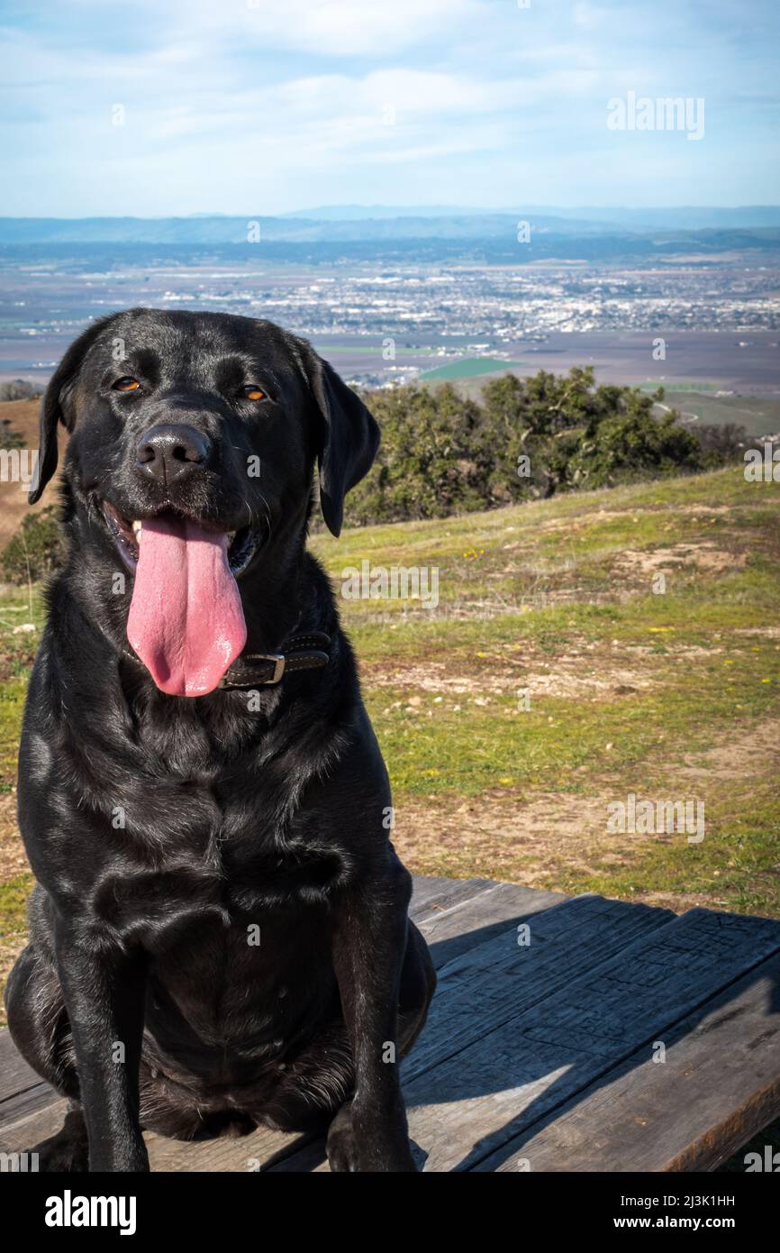 Jade il cane siede su una panchina che si affaccia Salinas al Toro Park vicino Monterey Foto Stock
