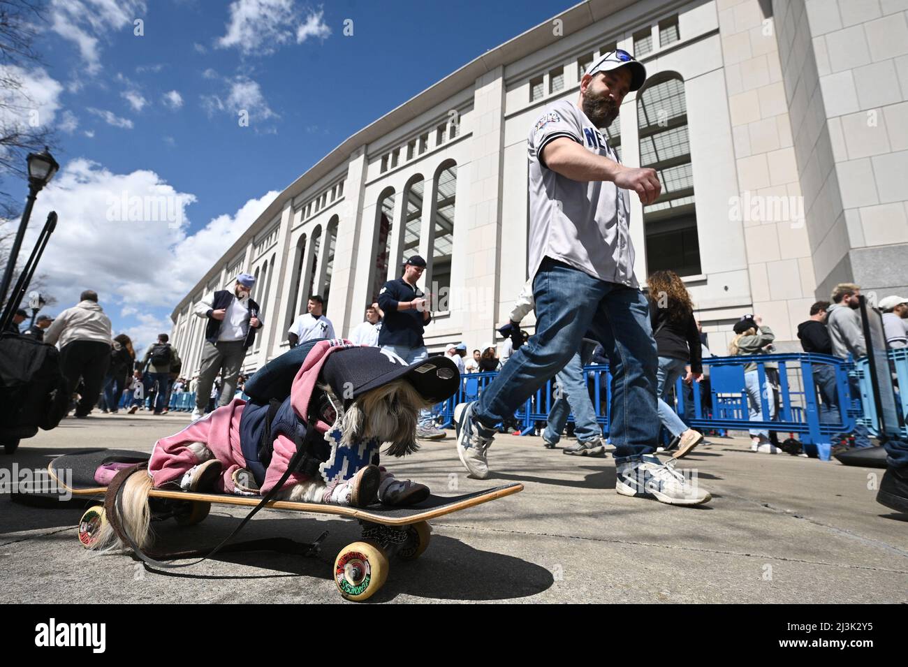 New York, Stati Uniti. 08th Apr 2022. Un doge seduto su uno skateboard con un cappello da baseball Yankee guarda i fan che arrivano per l'apertura Yankee giorno 2022, nel quartiere Bronx di New York City, NY, 8 aprile 2022. Il gioco inaugurale del 2022 dello Yankee è stato giocato contro i rivali di lunga data dei Boston Red Sox. (Foto di Anthony Behar/Sipa USA) Credit: Sipa USA/Alamy Live News Foto Stock