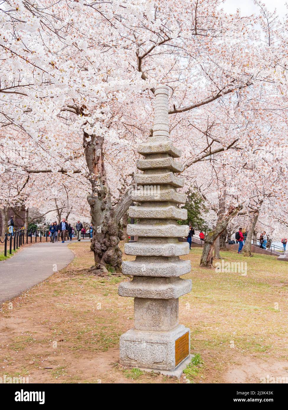 Washington DC, MAR 30 2022 - Pagoda storica giapponese con fiori di ciliegio in Bacino Tidal Foto Stock