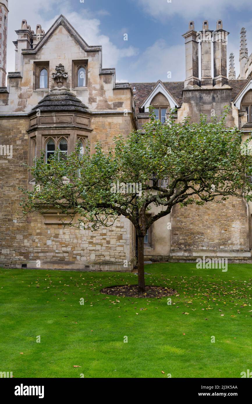 Regno Unito Inghilterra Cambridge. Finestra a Sir Isaac Newton, Alloggi Trinity College. Foto Stock