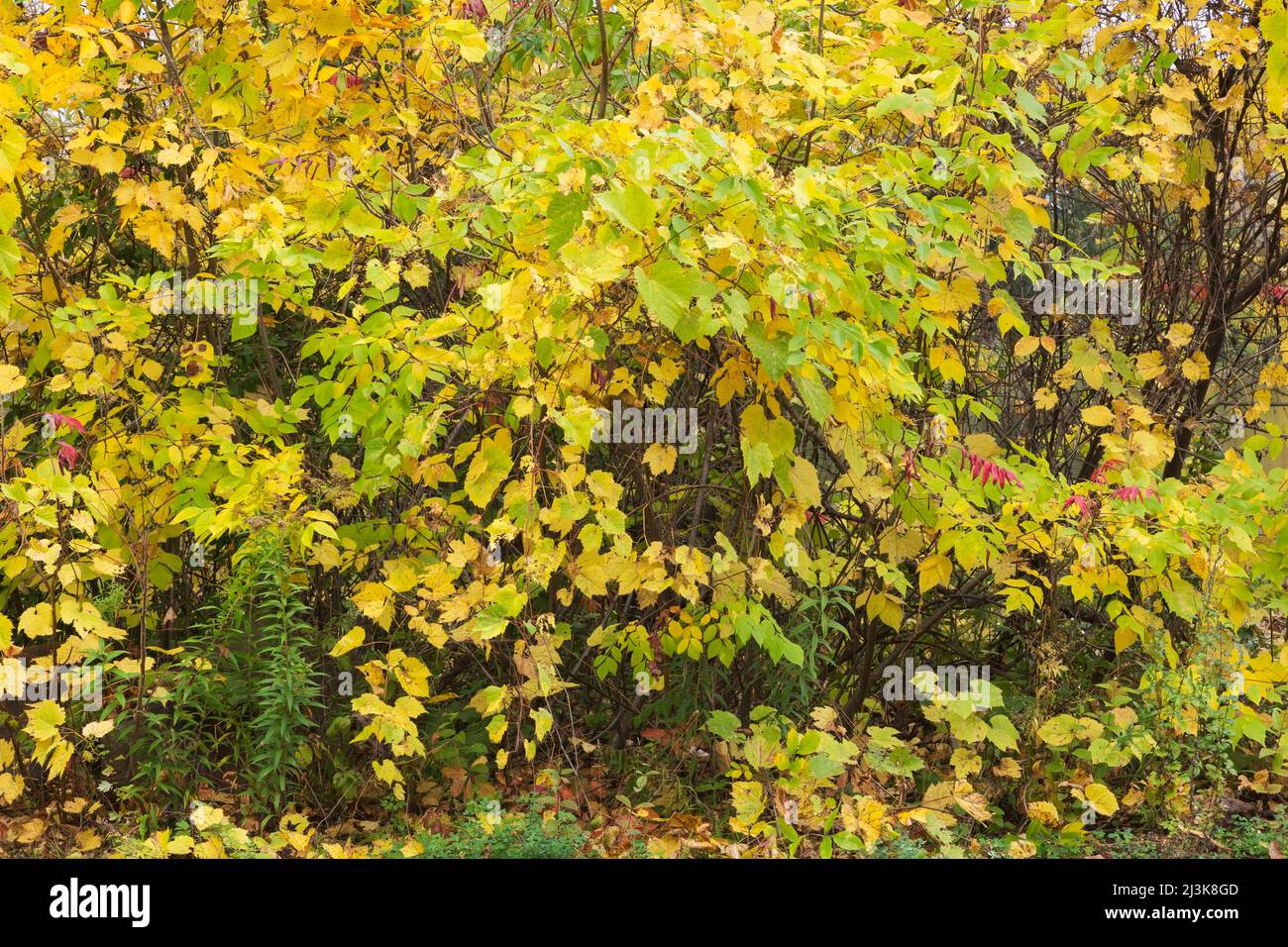 Foglie autunnali miste tra cui vitis giallo e verde - viti. Foto Stock