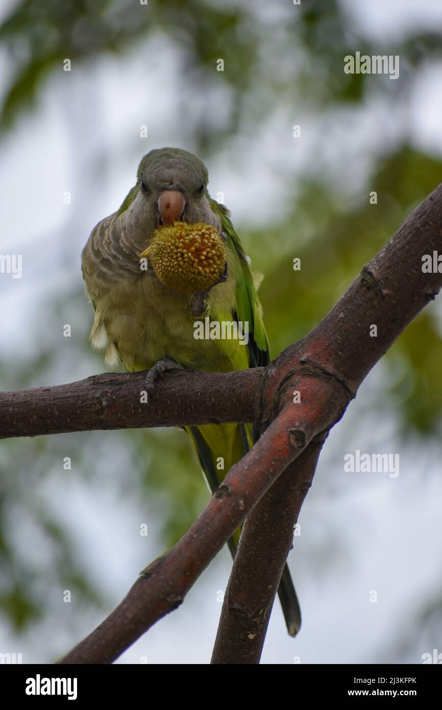 Gruppo di parakeet monaco (miiopsitta monachus), o pappagallo quaker, che si nutrono nella natura selvaggia della città di Buenos Aires Foto Stock
