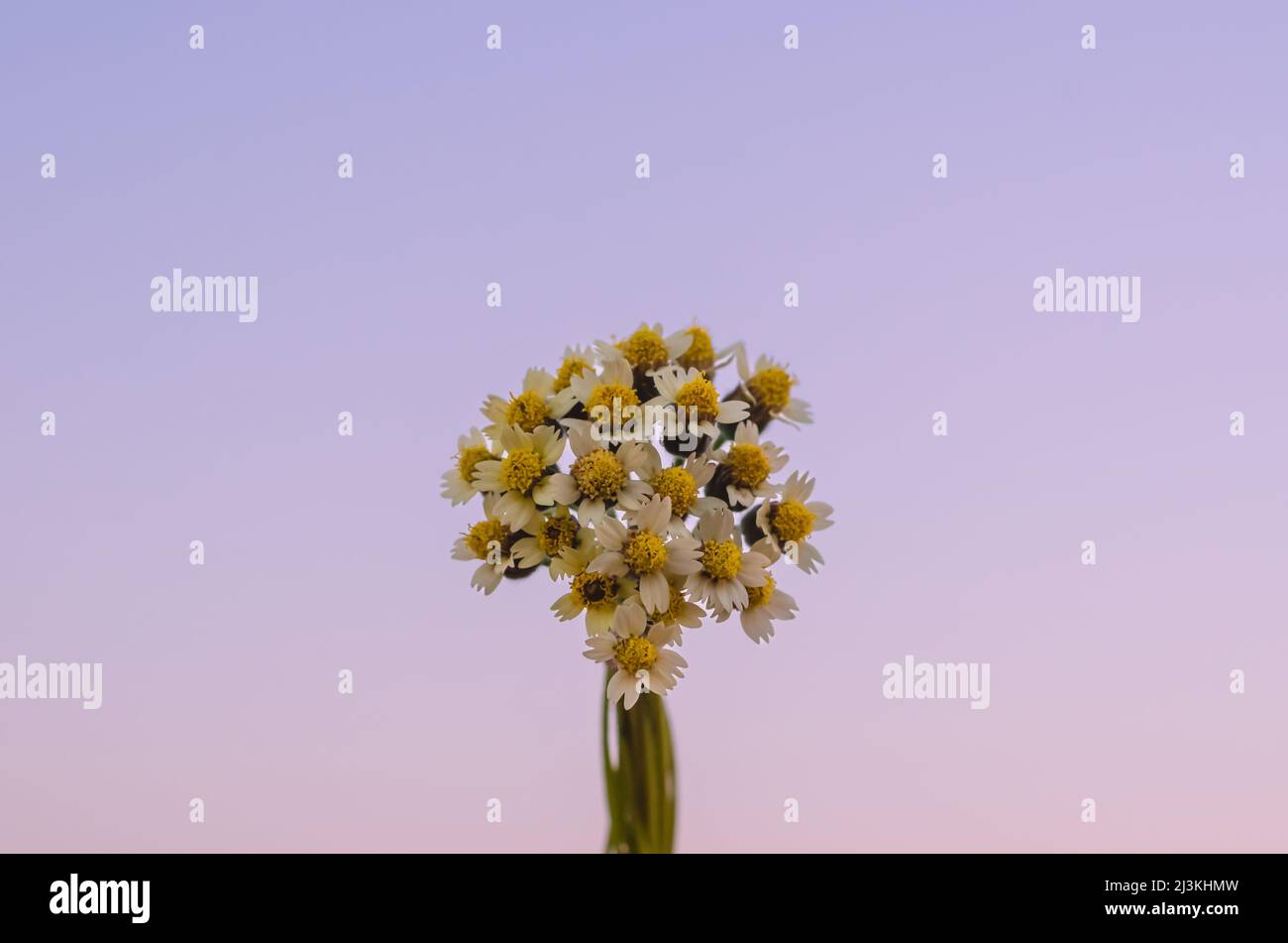 Bouquet di bottoni Coatbuttons o fiori di margherita Tridax con sfondo cielo rosa e viola. Foto Stock