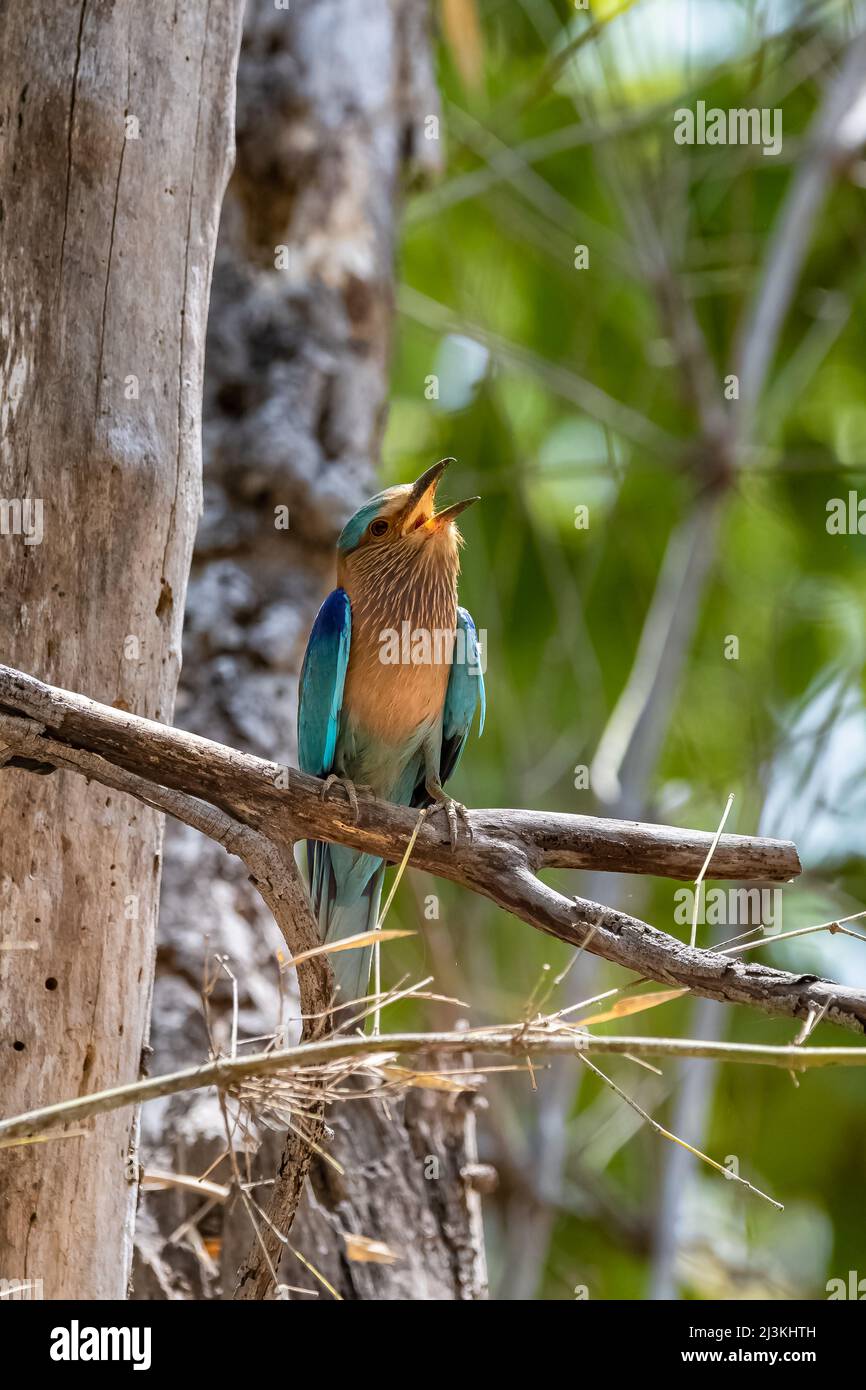 Rullo indiano, Coracias benghalensis, uccello colorato arroccato su un ramo in India, Madhya Pradesh Foto Stock