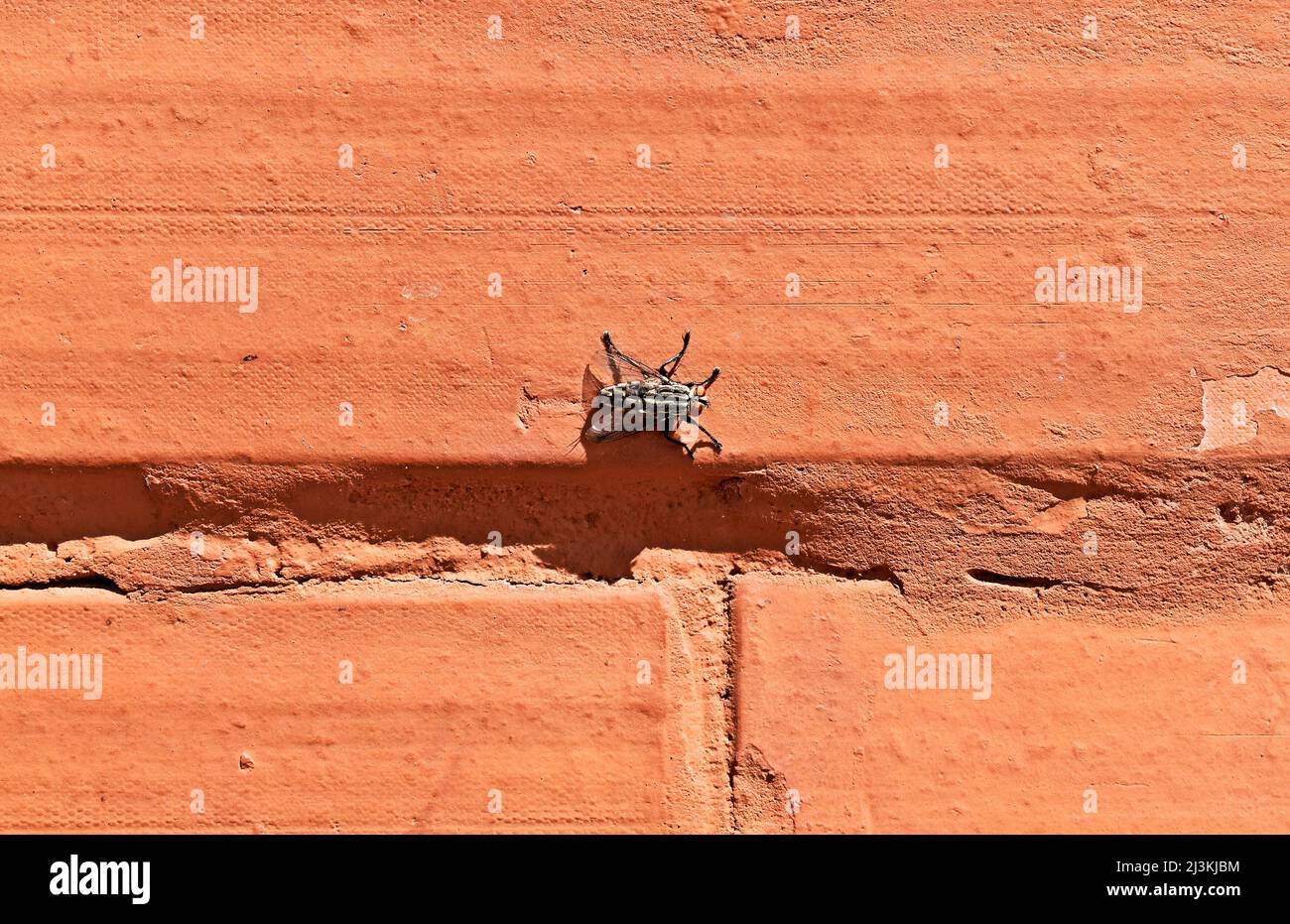 Blowfly (Sarcophaga carnaria) su muro di mattoni Foto Stock