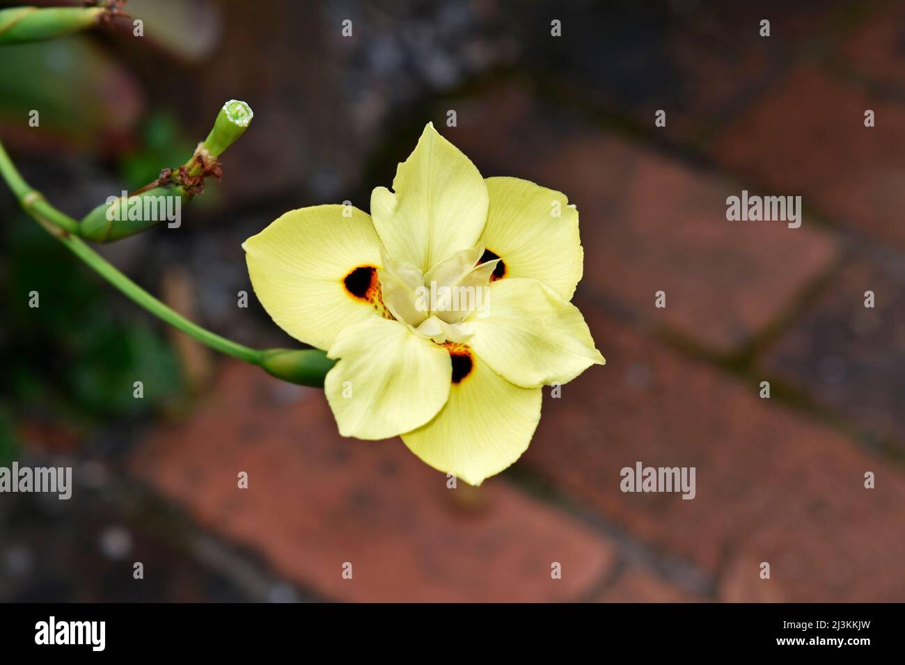 Iride africana o fiore di giglio quindicina (Dietes bicolore) Foto Stock