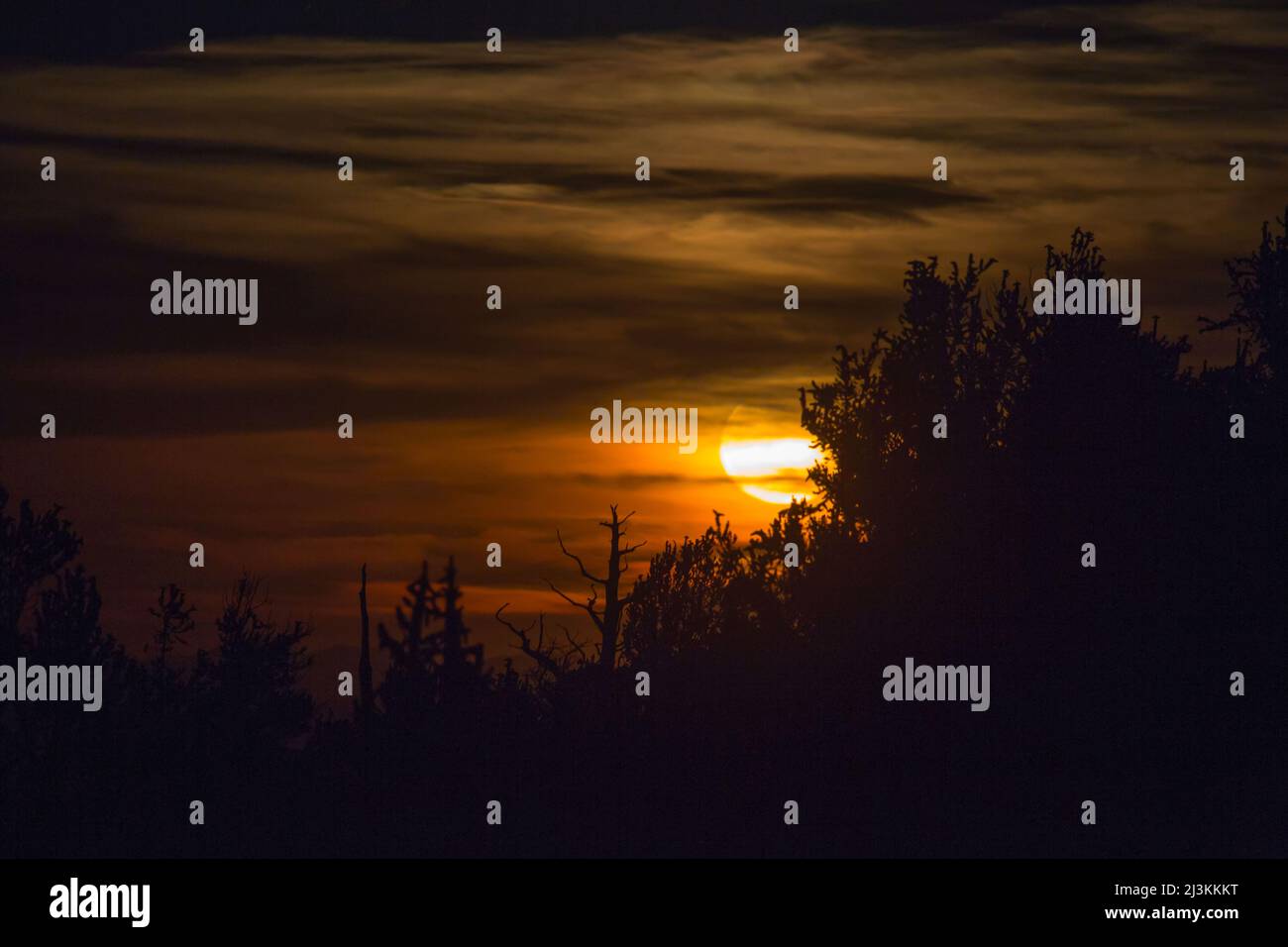 Moon sorge sull'antica Foresta di Pino di Bristlecone; California, Stati Uniti d'America Foto Stock