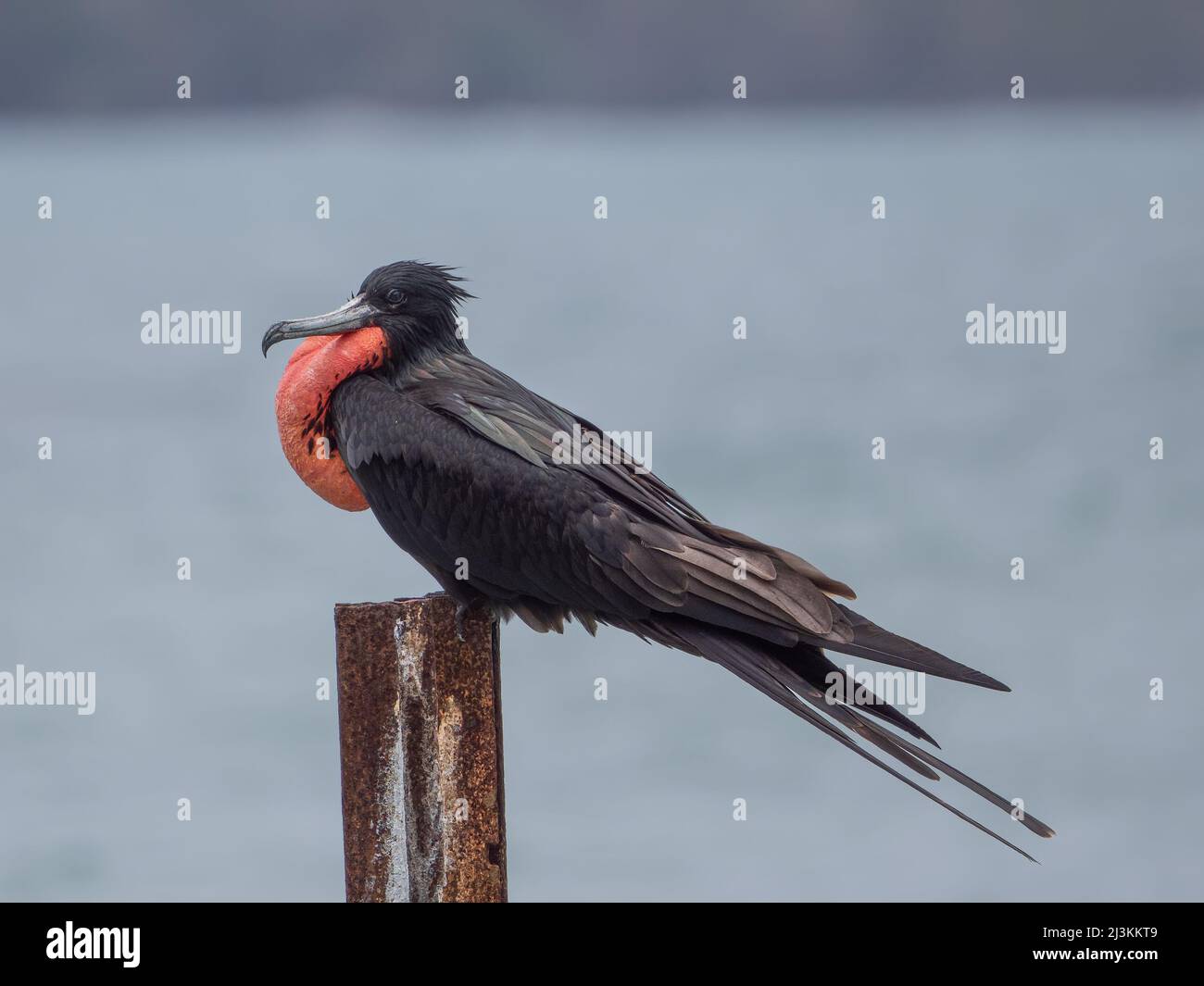 Appollaiato magnifico Frigatebird sullo sfondo del mare, maschio con la gola gonfia. Foto Stock