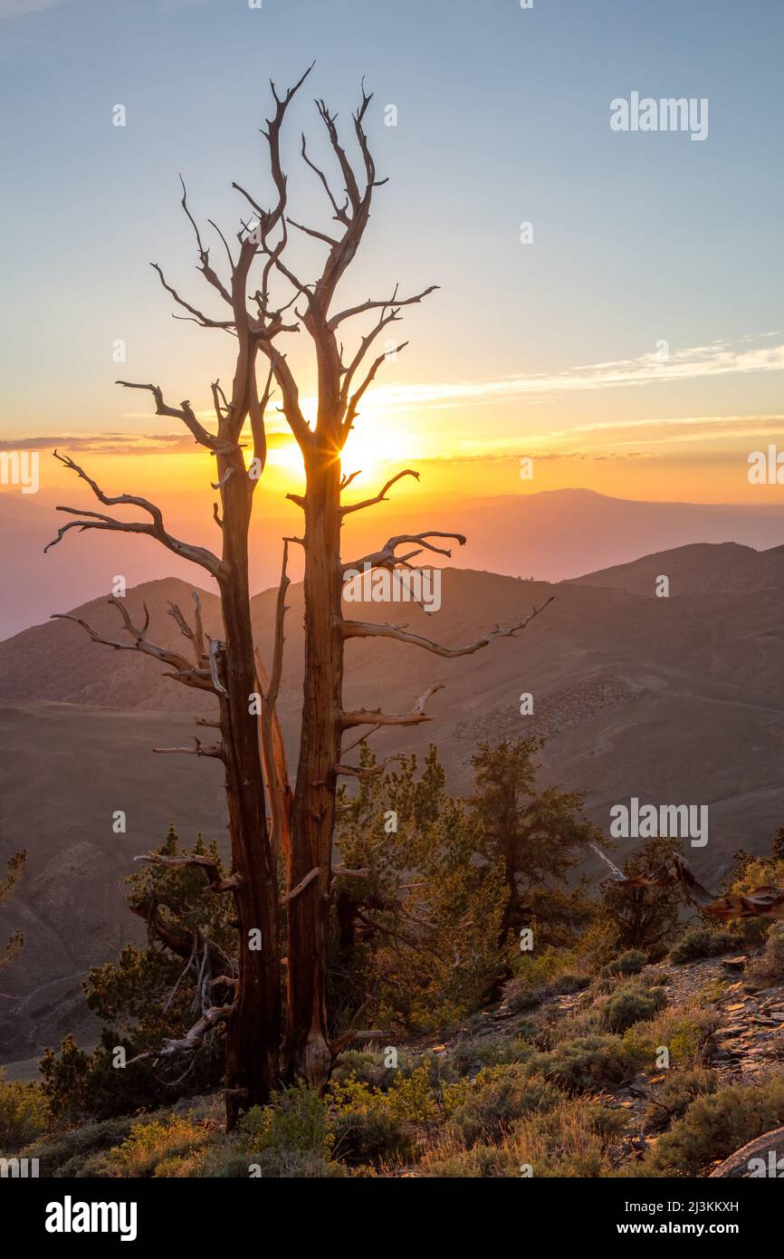 Great Basin Bristlecone Pines (Pinus longaeva) al tramonto nell'antica Foresta di Pino di Bristlecone; Bishop, California, Stati Uniti d'America Foto Stock