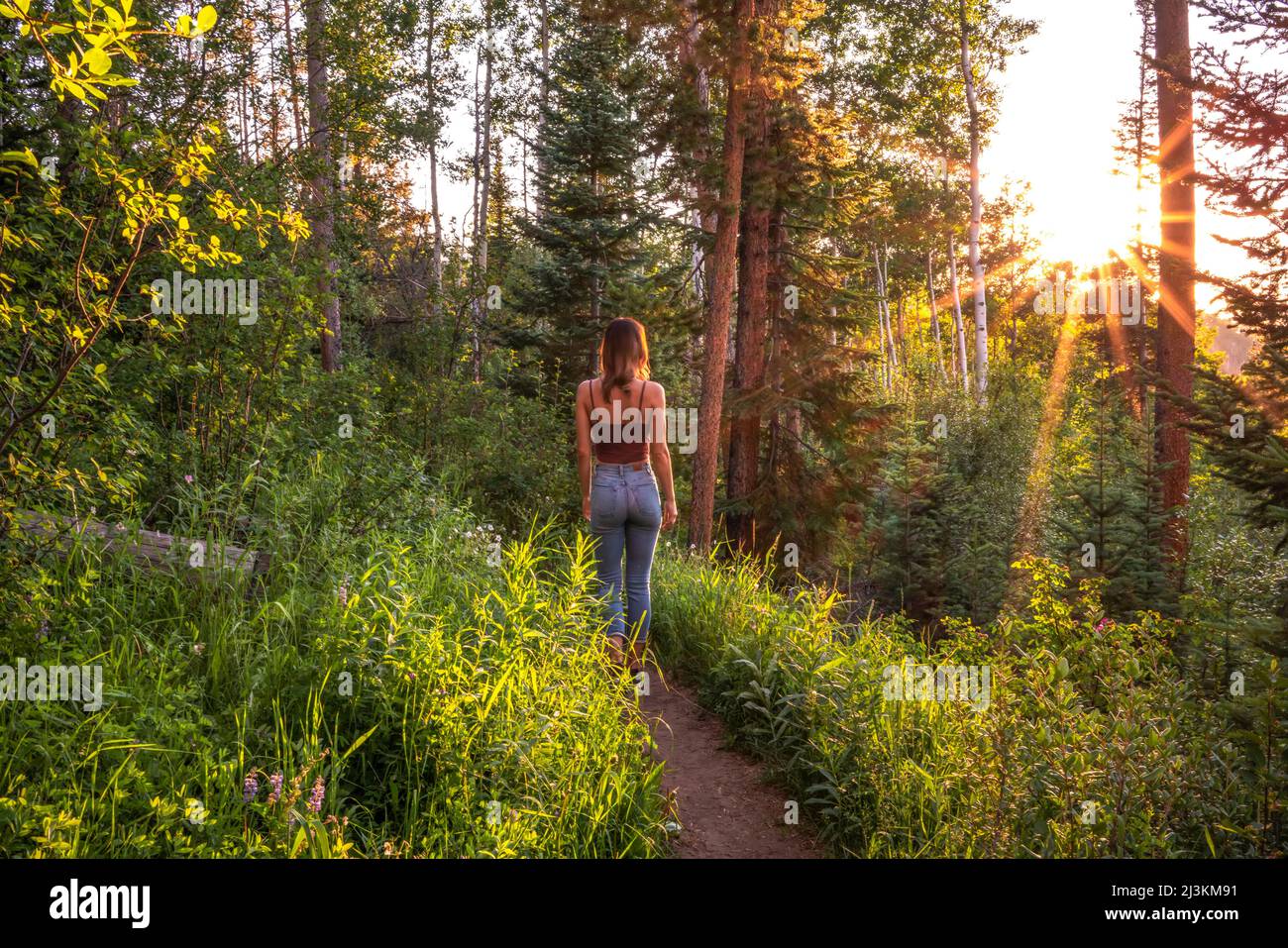 Una donna che fa escursioni attraverso una foresta del Colorado al tramonto. Foto Stock