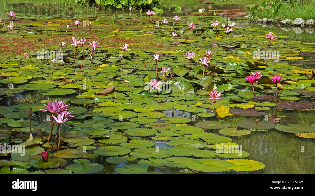 Gigli d'acqua rosa (Ninfea pubescens) sul lago Foto Stock