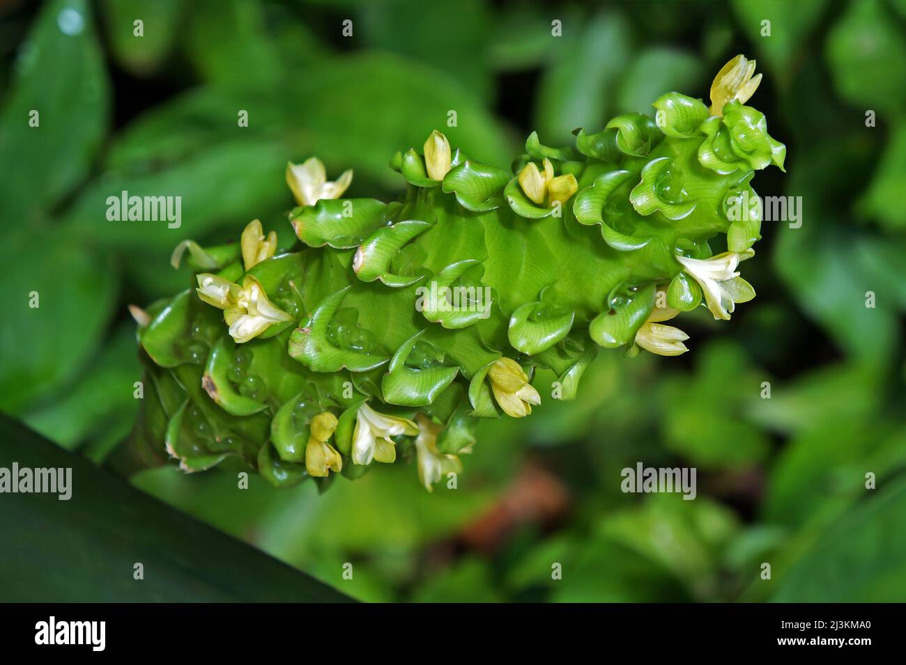 Infiorescenza di ghiaccio verde (Calathea cylindrica) sul giardino Foto Stock