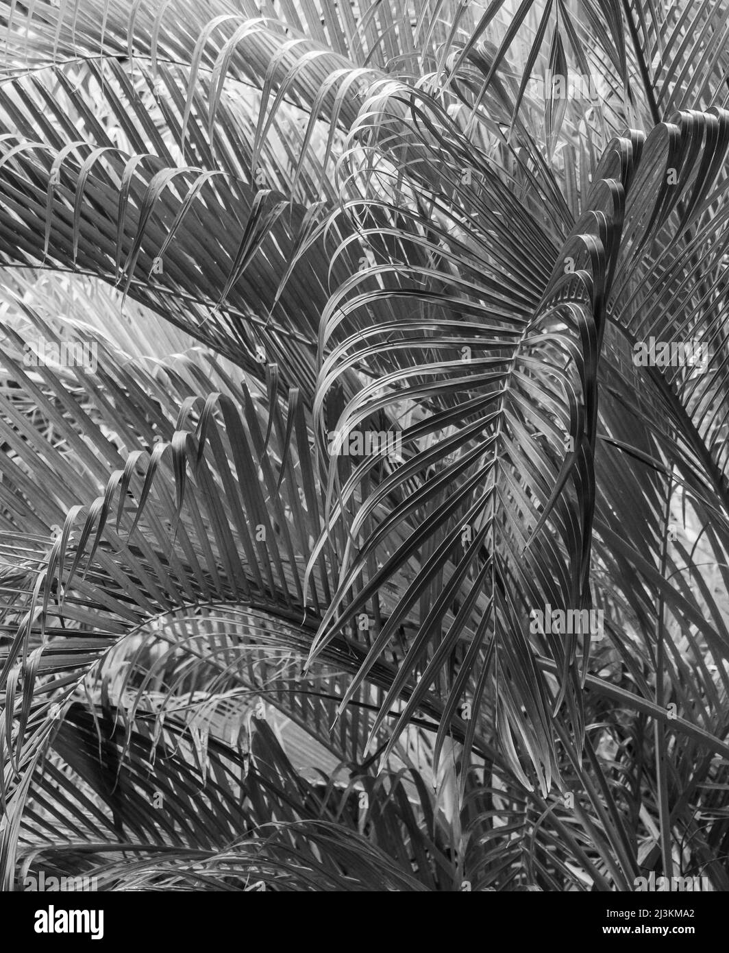 Facciate di palme splendidamente decorate in bianco e nero Foto Stock