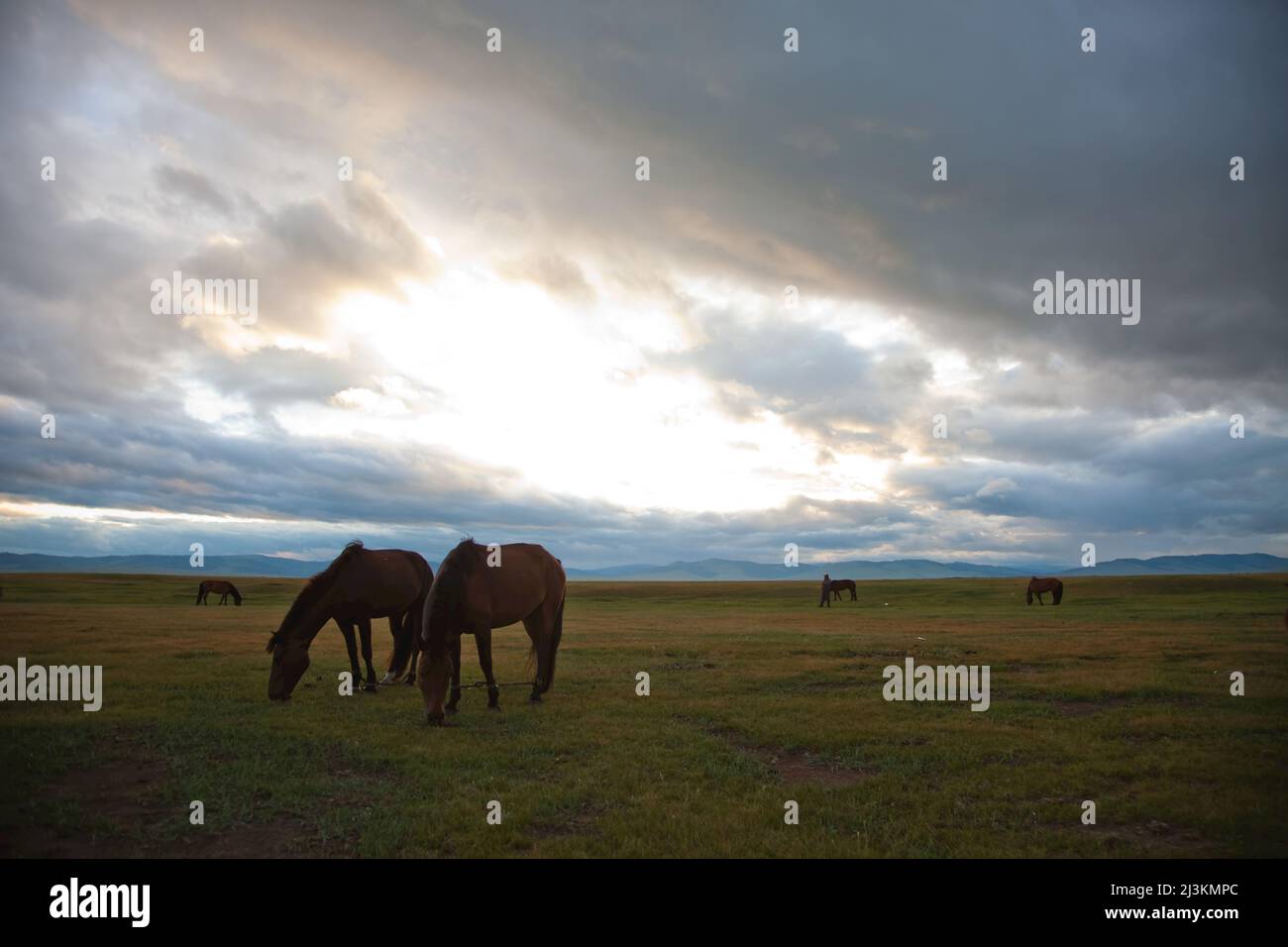 I cavalli pascolano sulla steppa mongola. Foto Stock