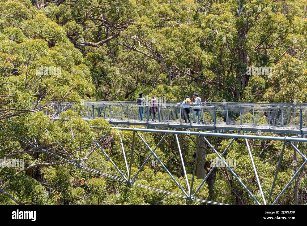 Persone che camminano tra le cime degli alberi al passaggio pedonale Valley of the Giants Tree Top attraverso la foresta di Red Tingledale, Australia Occidentale Foto Stock