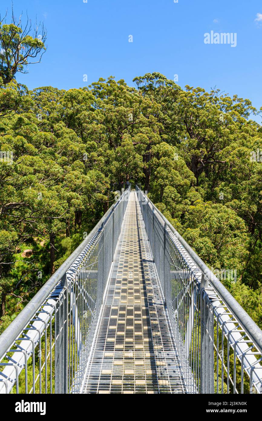La passerella Valley of the Giants Tree Top attraversa la foresta di Red Tingle, il Walpole Nornalup National Park, Australia Occidentale, Australia Foto Stock