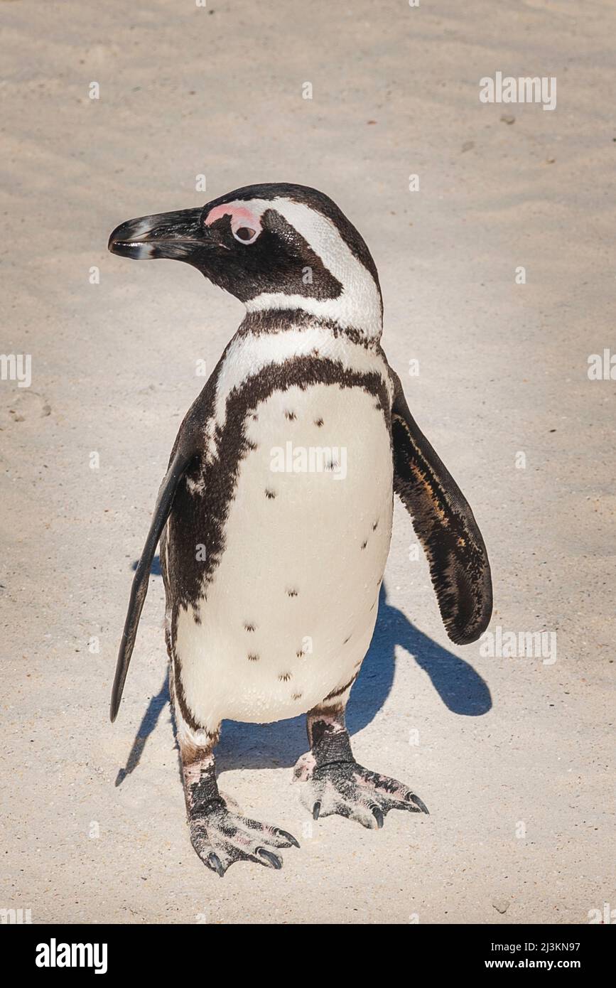 Pinguino africano (Spheniscus demersus) in piedi sulla sabbia su Boulders Beach lungo la Penisola del Capo; Sudafrica Foto Stock