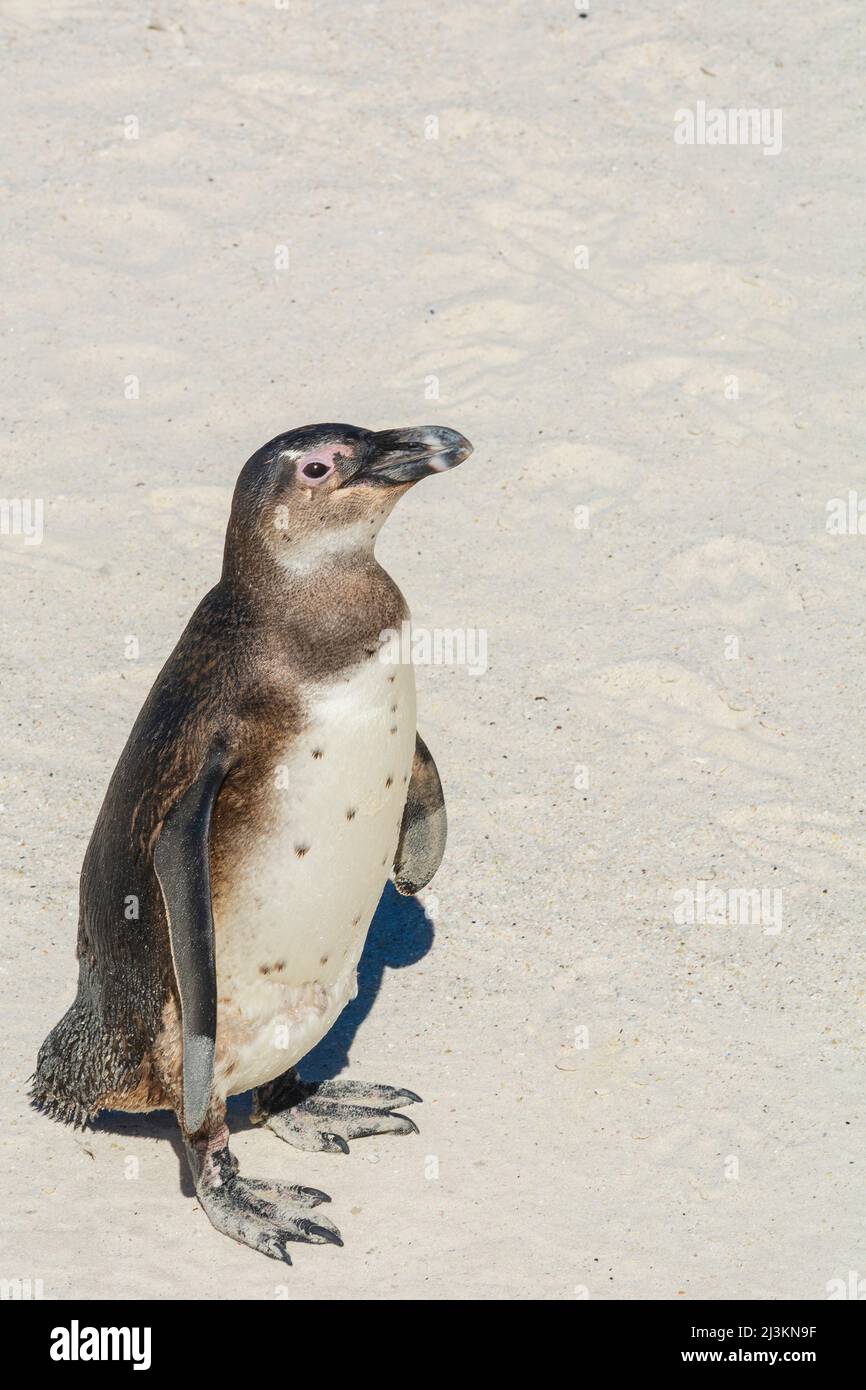 Pinguino africano (Spheniscus demersus) in piedi sulla sabbia su Boulders Beach lungo la Penisola del Capo; Sudafrica Foto Stock