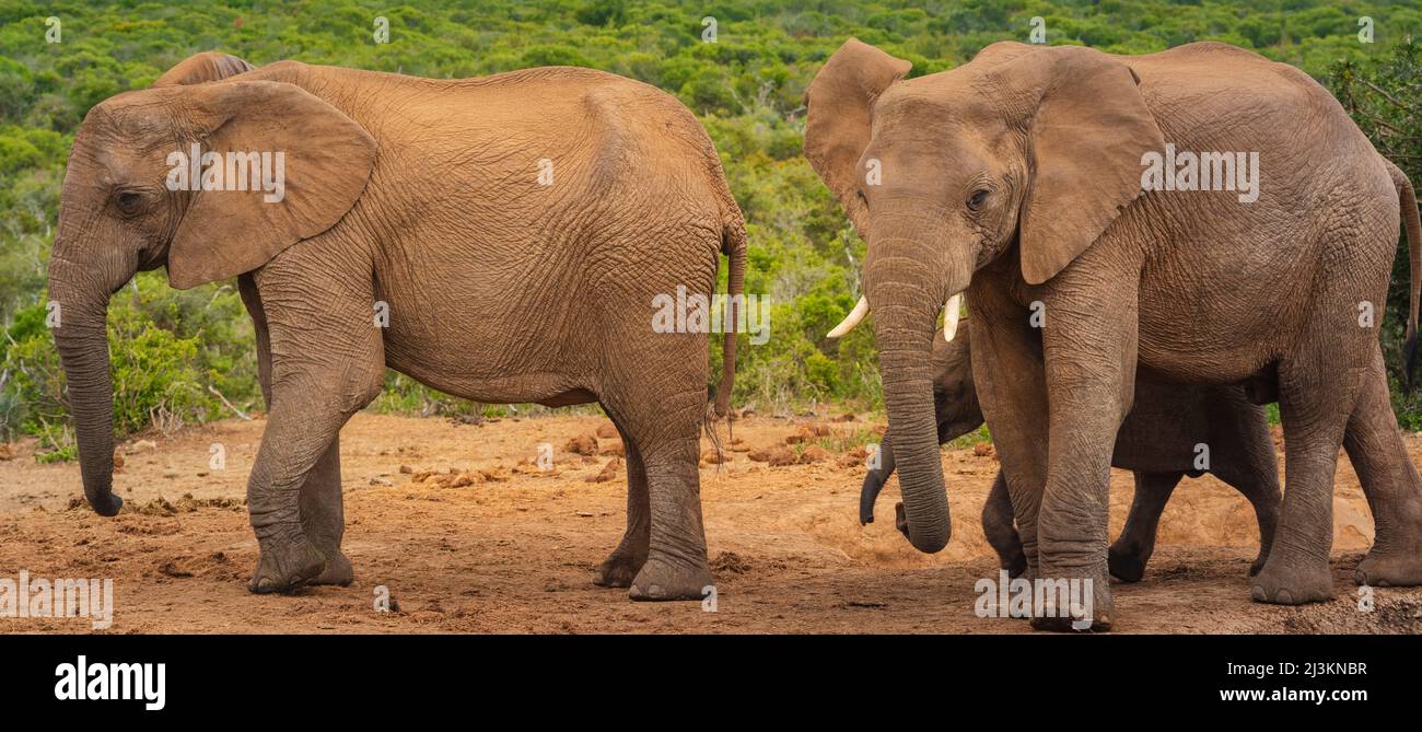 Elefanti africani (Loxodonta), famiglia di animali che camminano lungo la savana insieme al Parco Nazionale degli Elefanti di Addo; Capo Orientale, Sudafrica Foto Stock