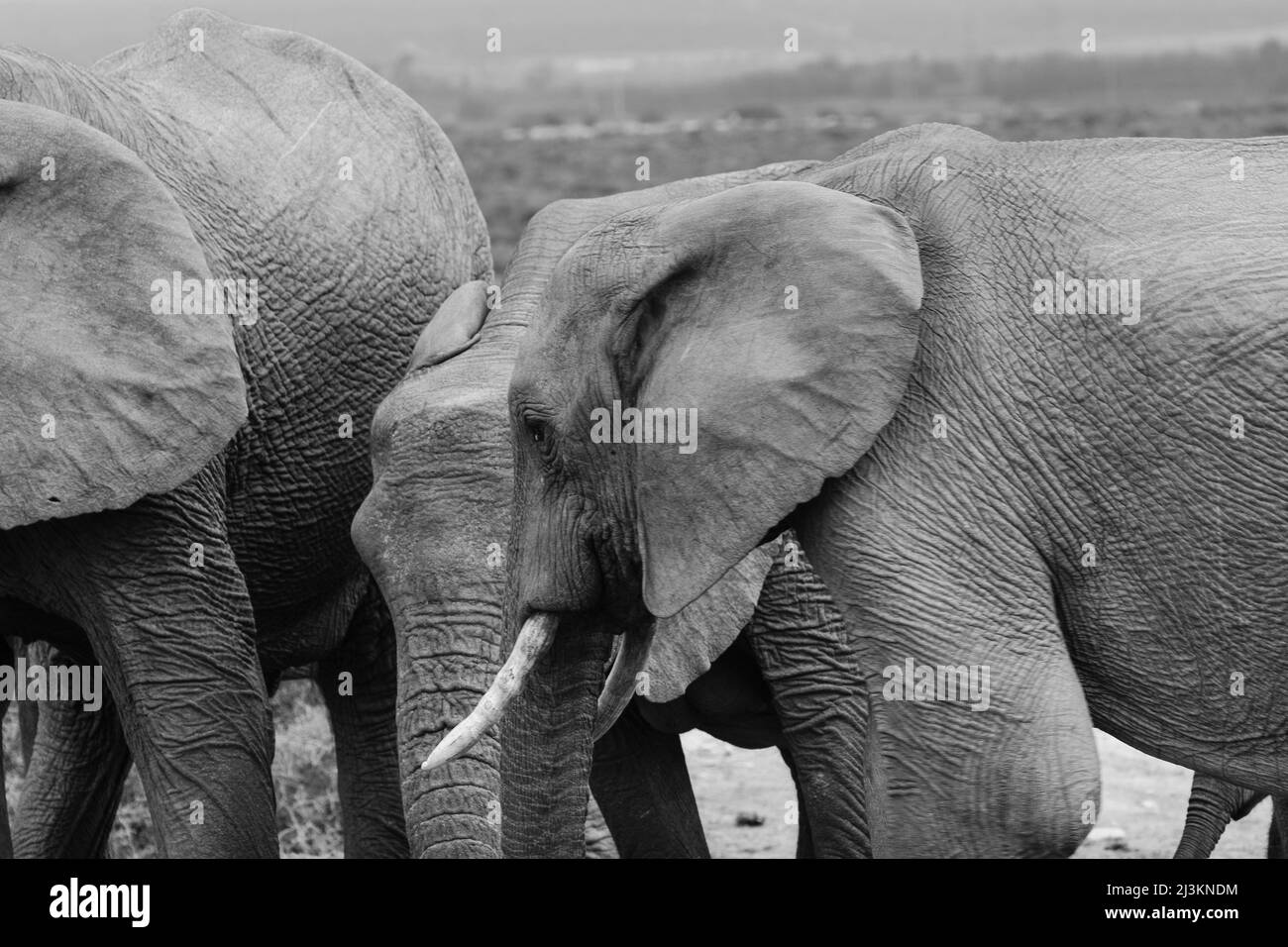 Elefanti africani (Loxodonta africana) nel Parco Nazionale degli Elefanti di Addo Area Marina protetta, Capo Orientale del Sud Africa; Sudafrica Foto Stock