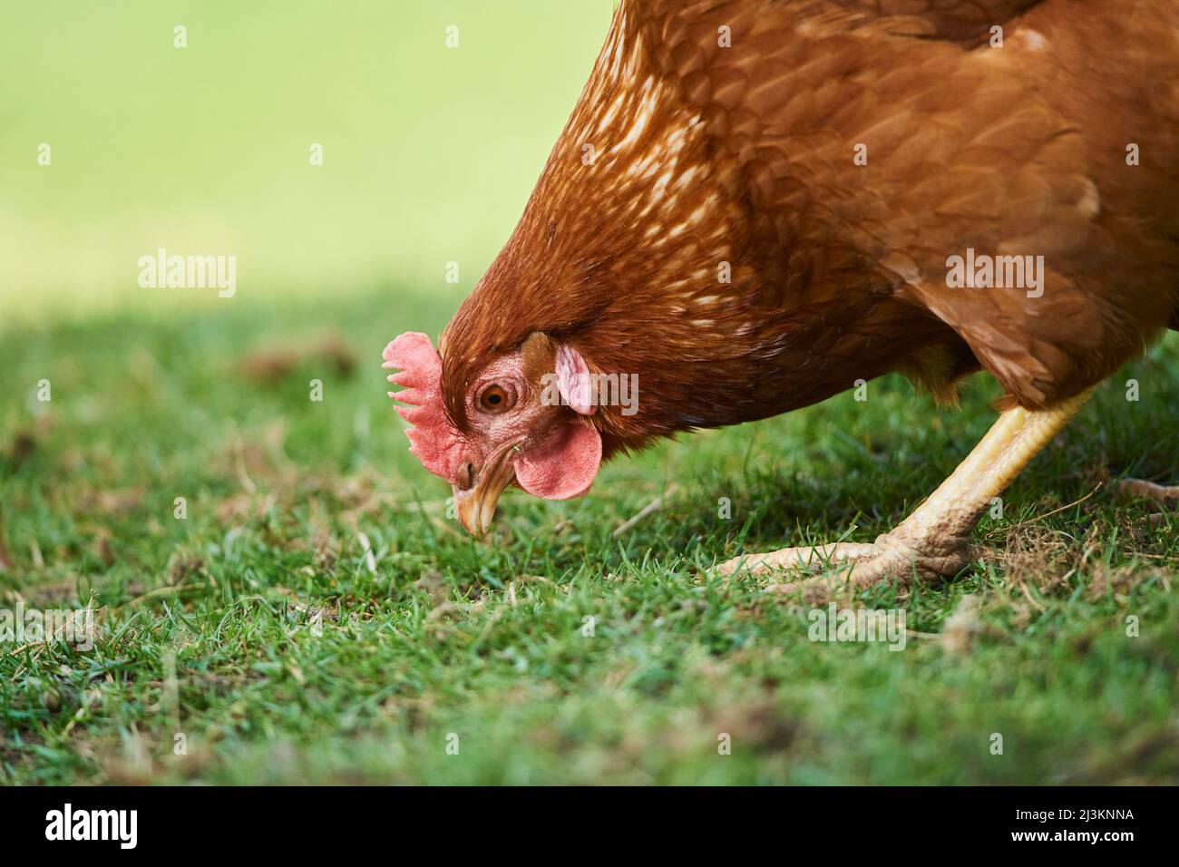 Ritratto di un pollo (Gallus gallus domesticus), gallina, nutrendo su un prato; Palatinato superiore, Baviera, Germania Foto Stock