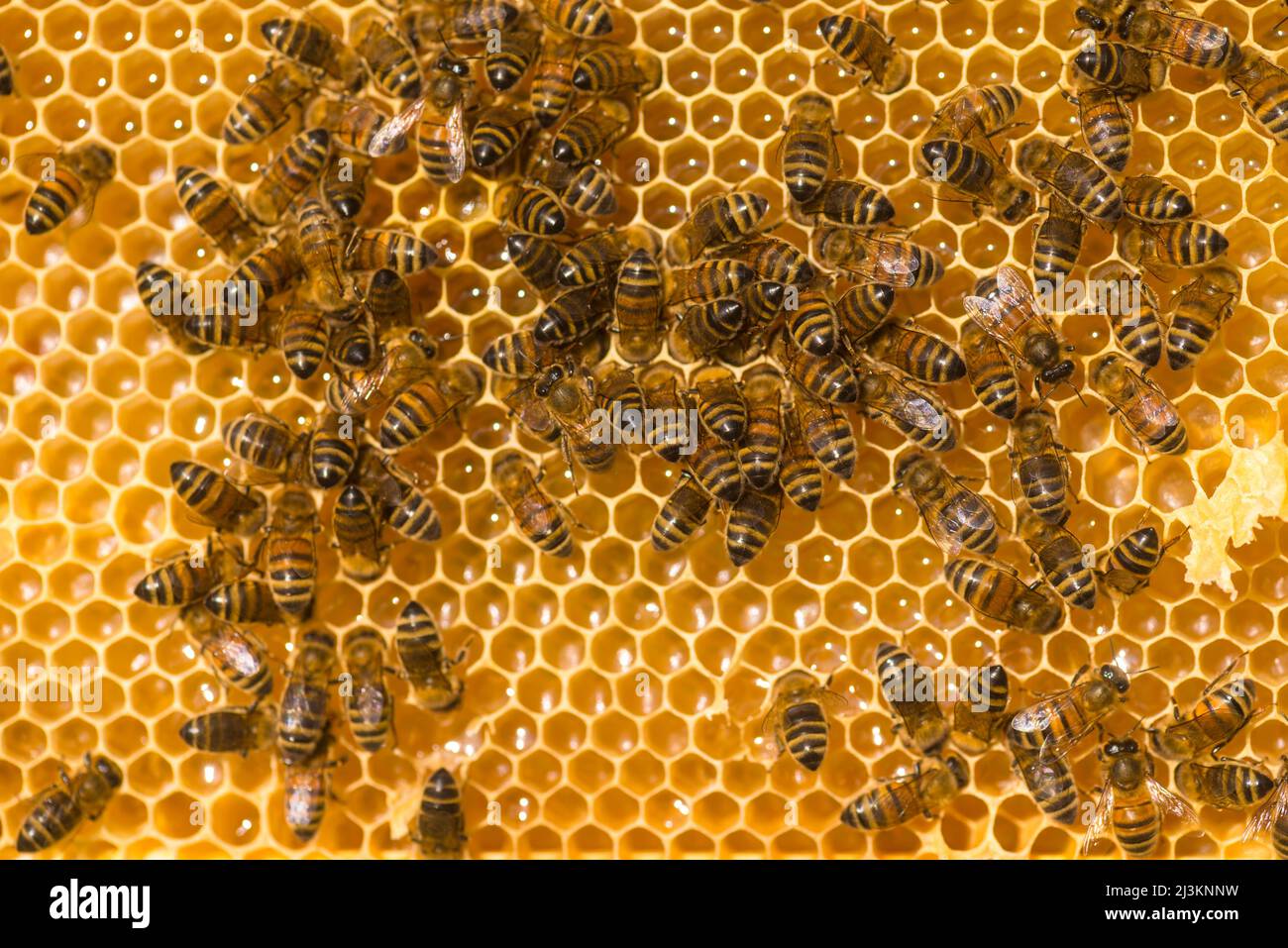 Primo piano di api mellifere (Apis mellifera) su un favo, Petersfield; Hampshire, Inghilterra, Regno Unito Foto Stock