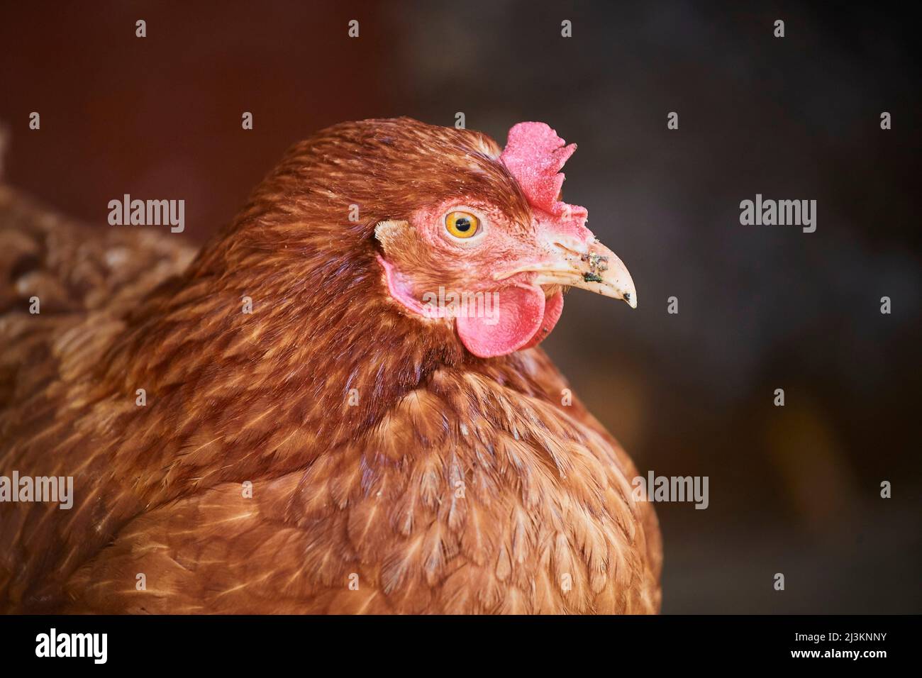 Ritratto di un pollo (Gallus gallus domesticus), gallina, dettaglio; Palatinato superiore, Baviera, Germania Foto Stock