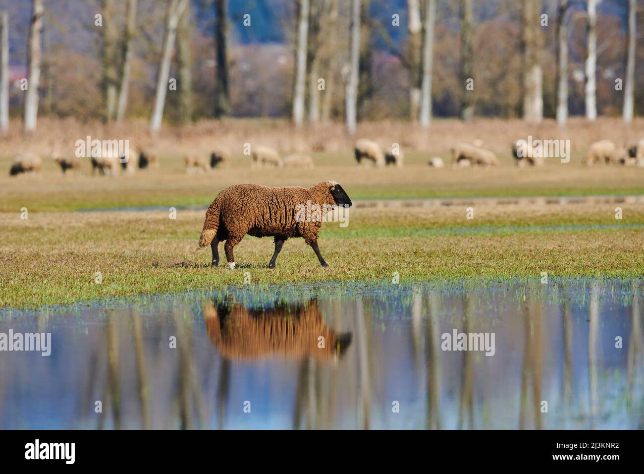 Pecore brune (Ovis aries) che camminano su un prato con pozzanghere d'acqua con un gregge che pascola sullo sfondo; Palatinato superiore, Baviera, Germania Foto Stock