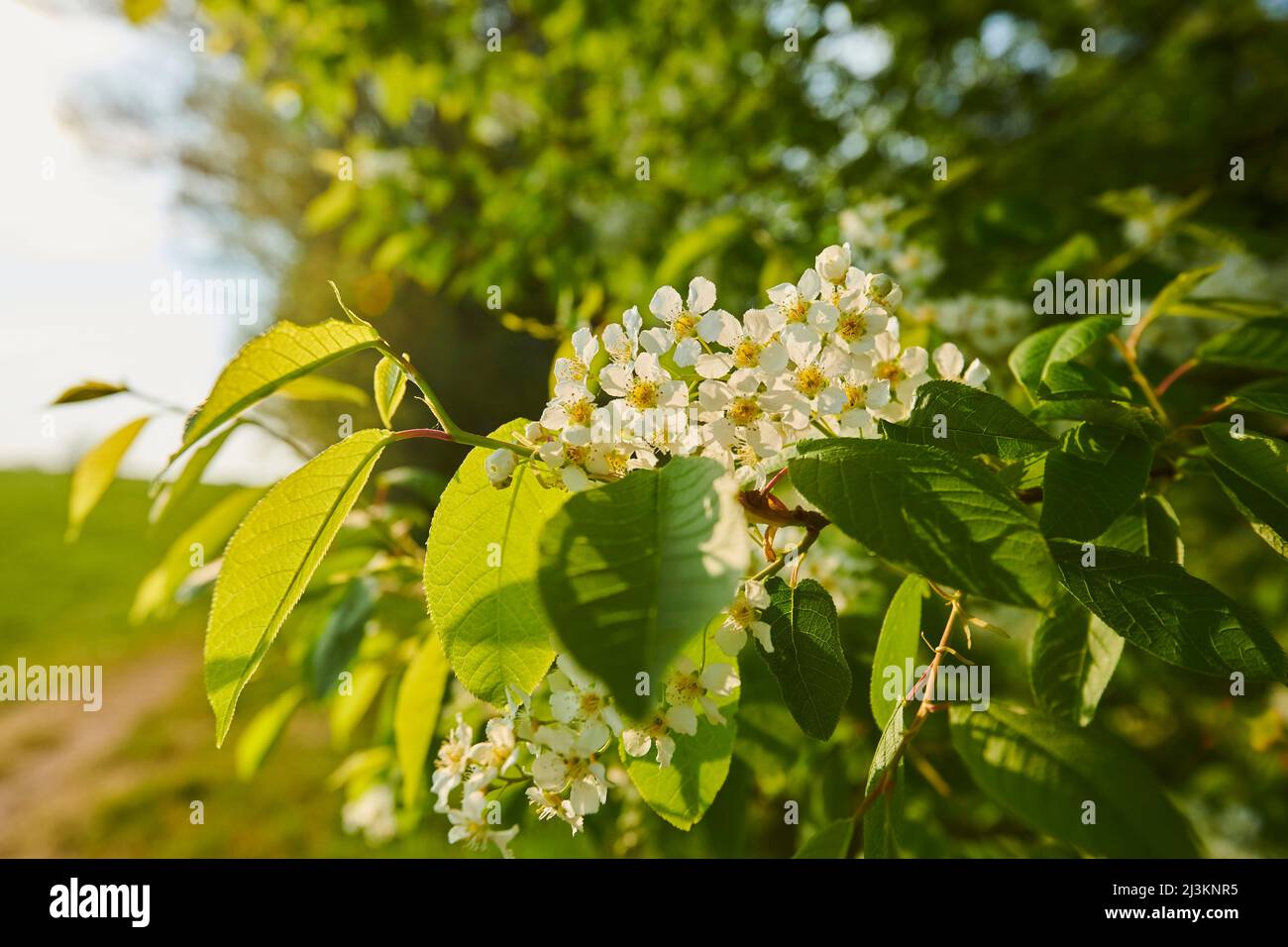 Primo piano di fiori e foglie su un albero di ciliegio (Prunus padus) in un campo; Baviera, Germania Foto Stock