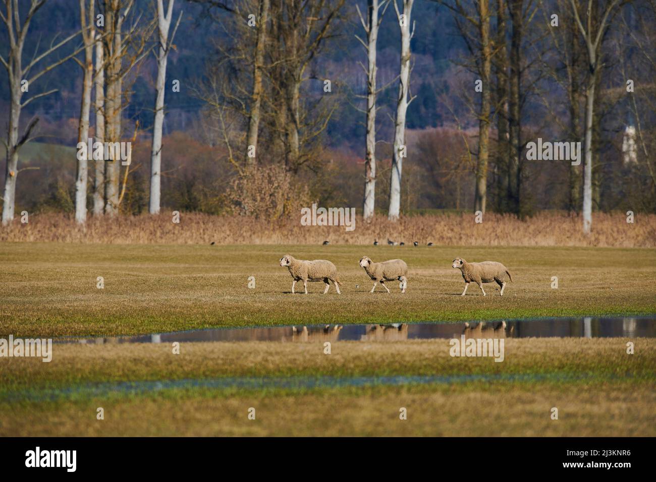 Tre pecore (Ovis aries) che camminano su un prato con pozze d'acqua; Palatinato superiore, Baviera, Germania Foto Stock