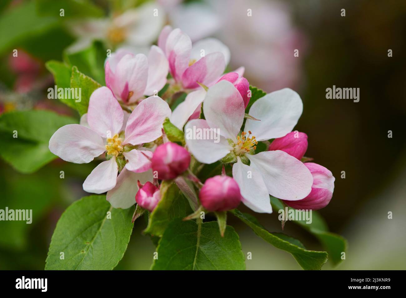 Primo piano di fiori delicati e foglie su un melo domestico (Malus domestica) in primavera; Foresta Bavarese, Baviera, Germania Foto Stock
