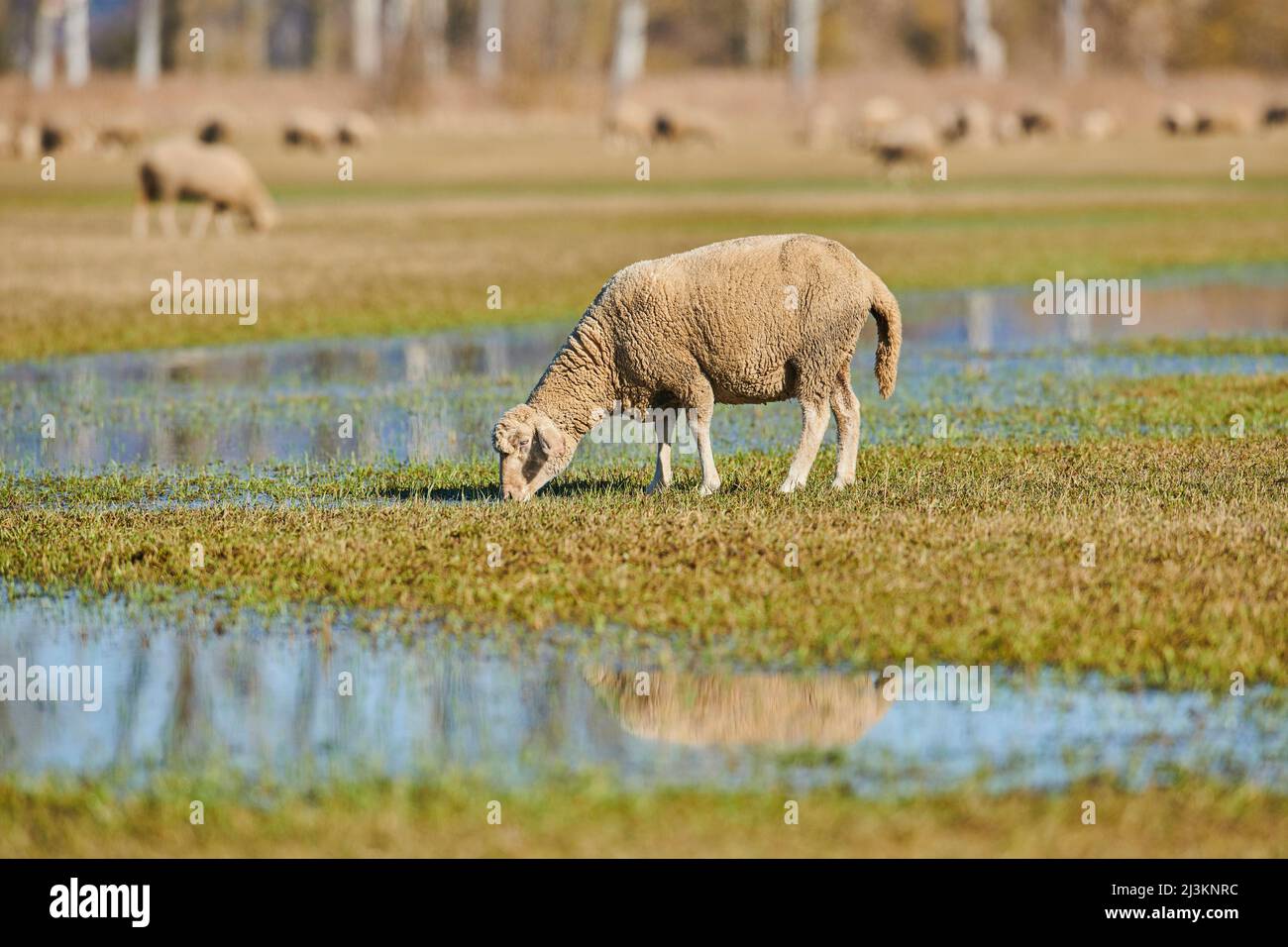 Pecore (ovis aries) pascolo su un prato con pozze d'acqua; Palatinato superiore, Baviera, Germania Foto Stock