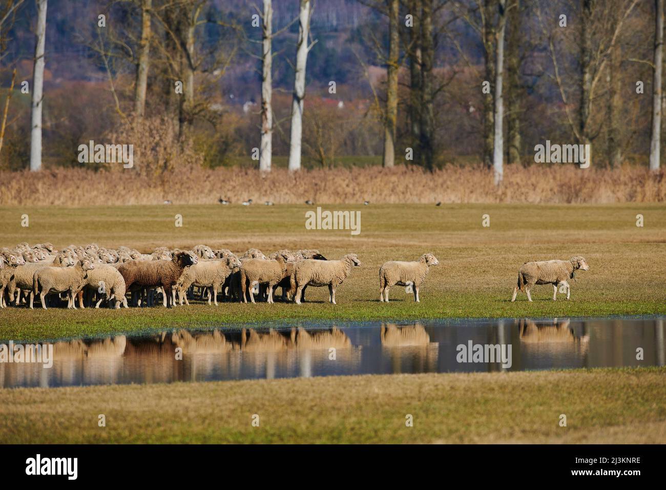 Una pecora (Ovis aries) che cammina via dal gregge mentre si levano in piedi su un prato con pozze d'acqua; Palatinato superiore, Baviera, Germania Foto Stock