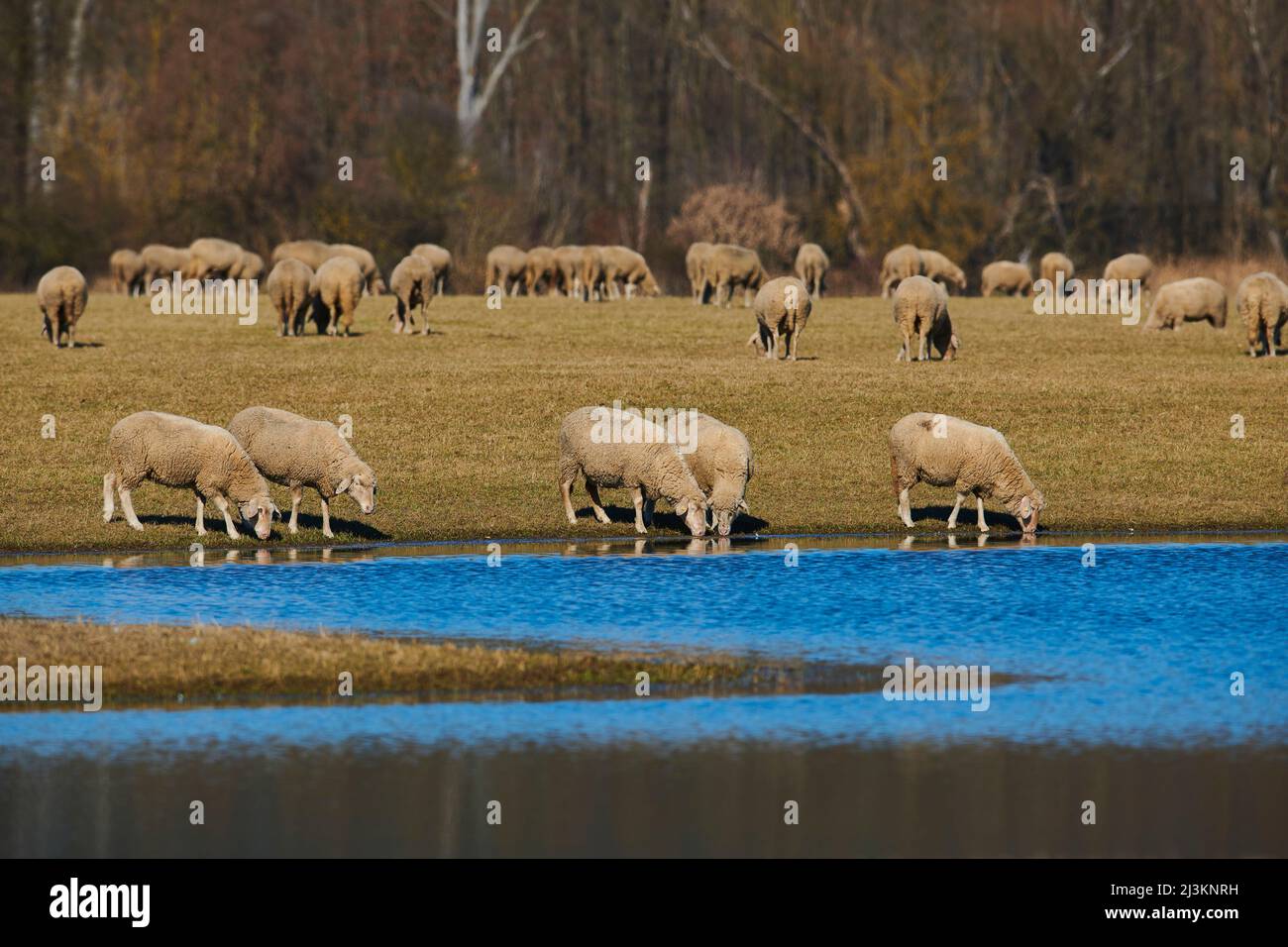 Gregge di pecore (Ovis aries) che pascola e beve da una pozza d'acqua su un prato; Palatinato superiore, Baviera, Germania Foto Stock