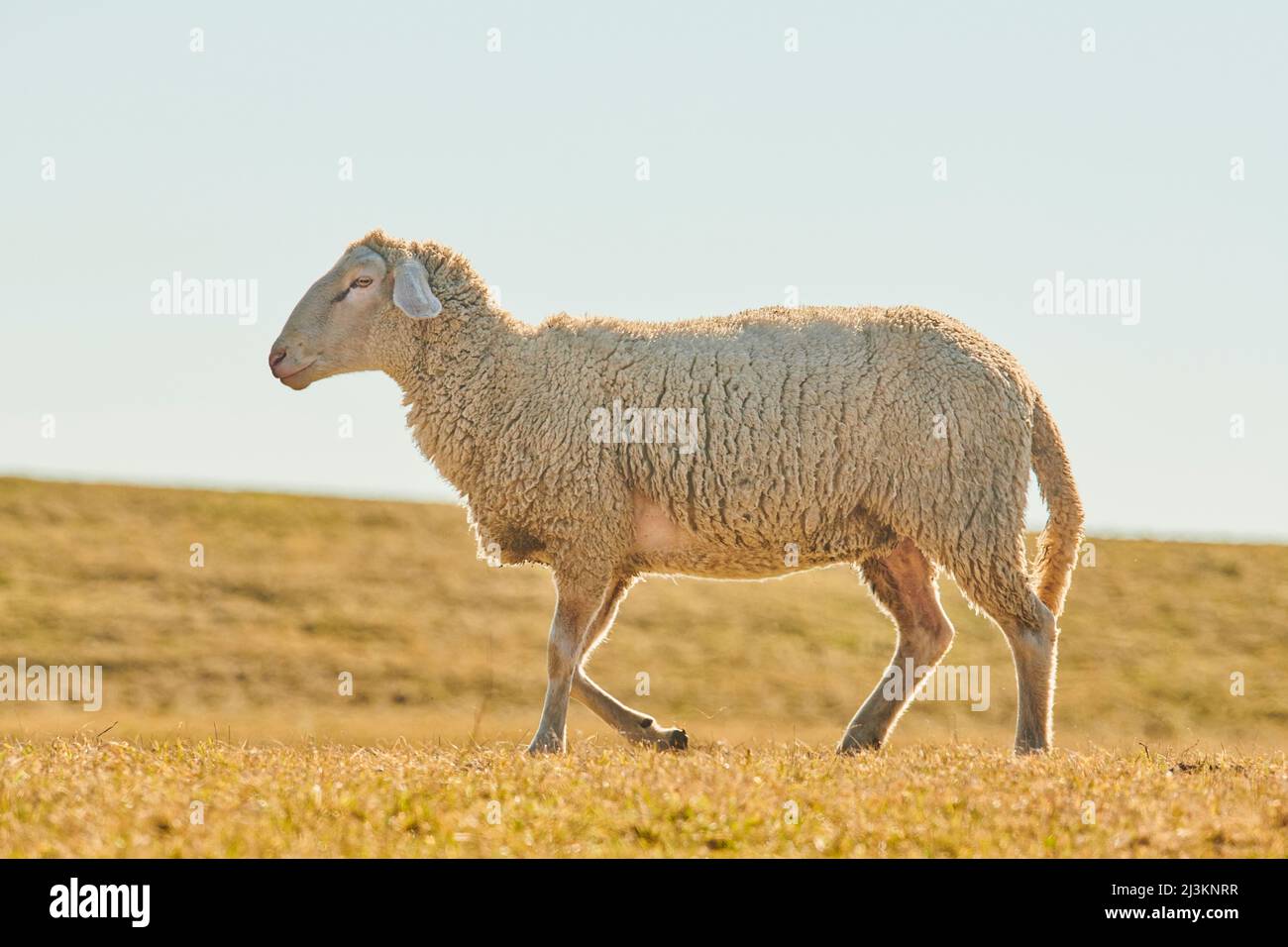 Ritratto di una pecora (Ovis aries) che cammina su un prato; Palatinato superiore, Baviera, Germania Foto Stock