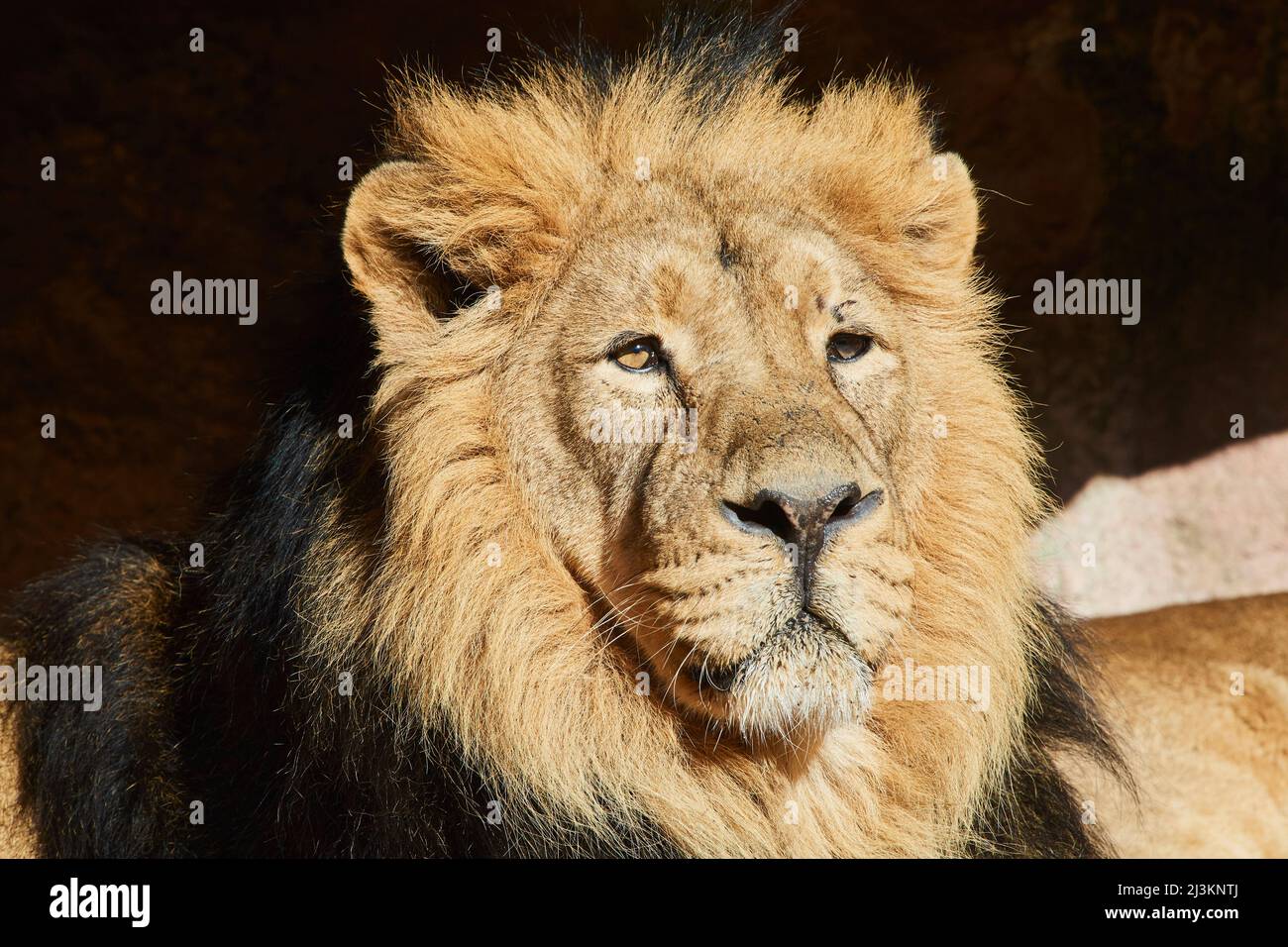 Ritratto di un leone asiatico, o leone indiano, (Panthera leo leo) maschio; Germania Foto Stock