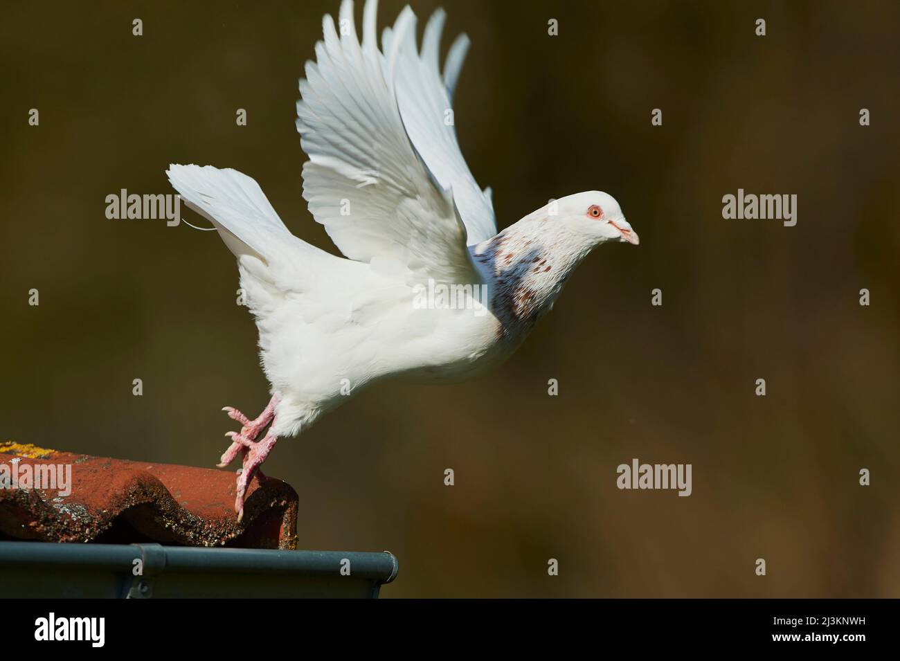 Piccione domestico (Columba livia domestica) che prende il volo dall'angolo di un tetto; Baviera, Germania Foto Stock