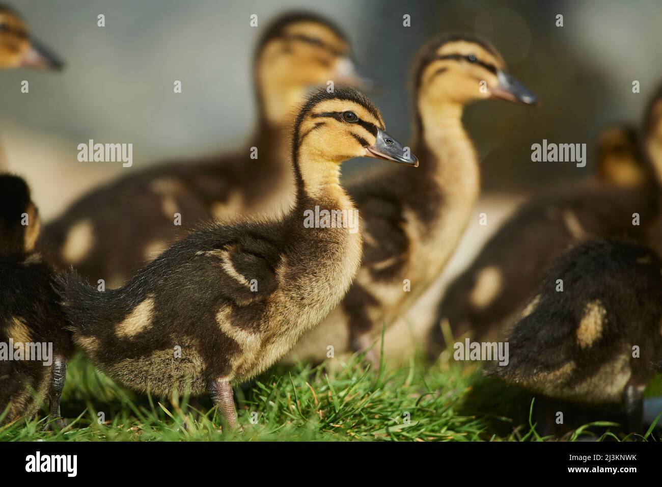 Mallard o anatra selvaggia (Anas platyrhynchos) pulcino su un prato; Baviera, Germania Foto Stock