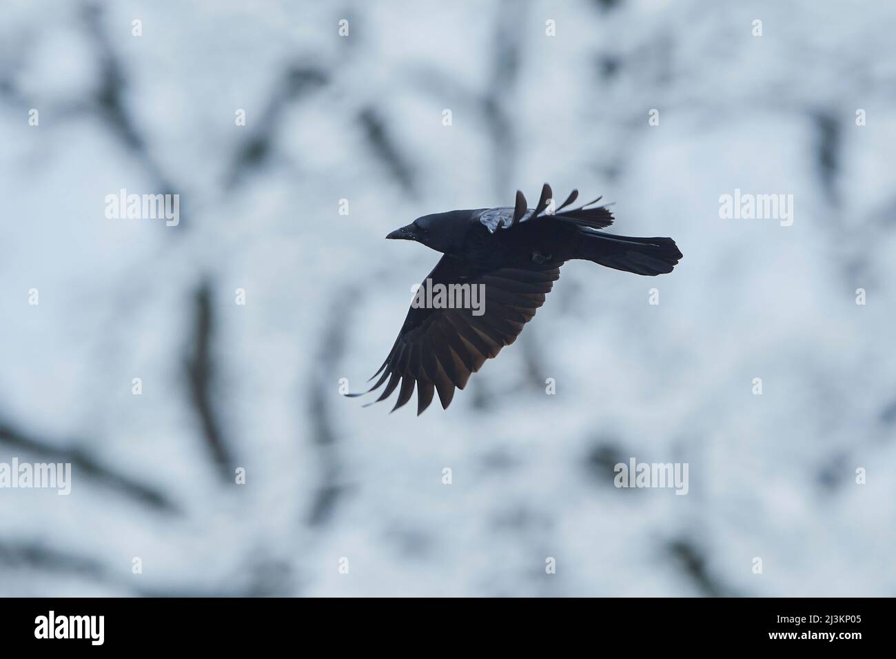 Volo in corvo di Carrion (Corvus corone); Baviera, Germania Foto Stock